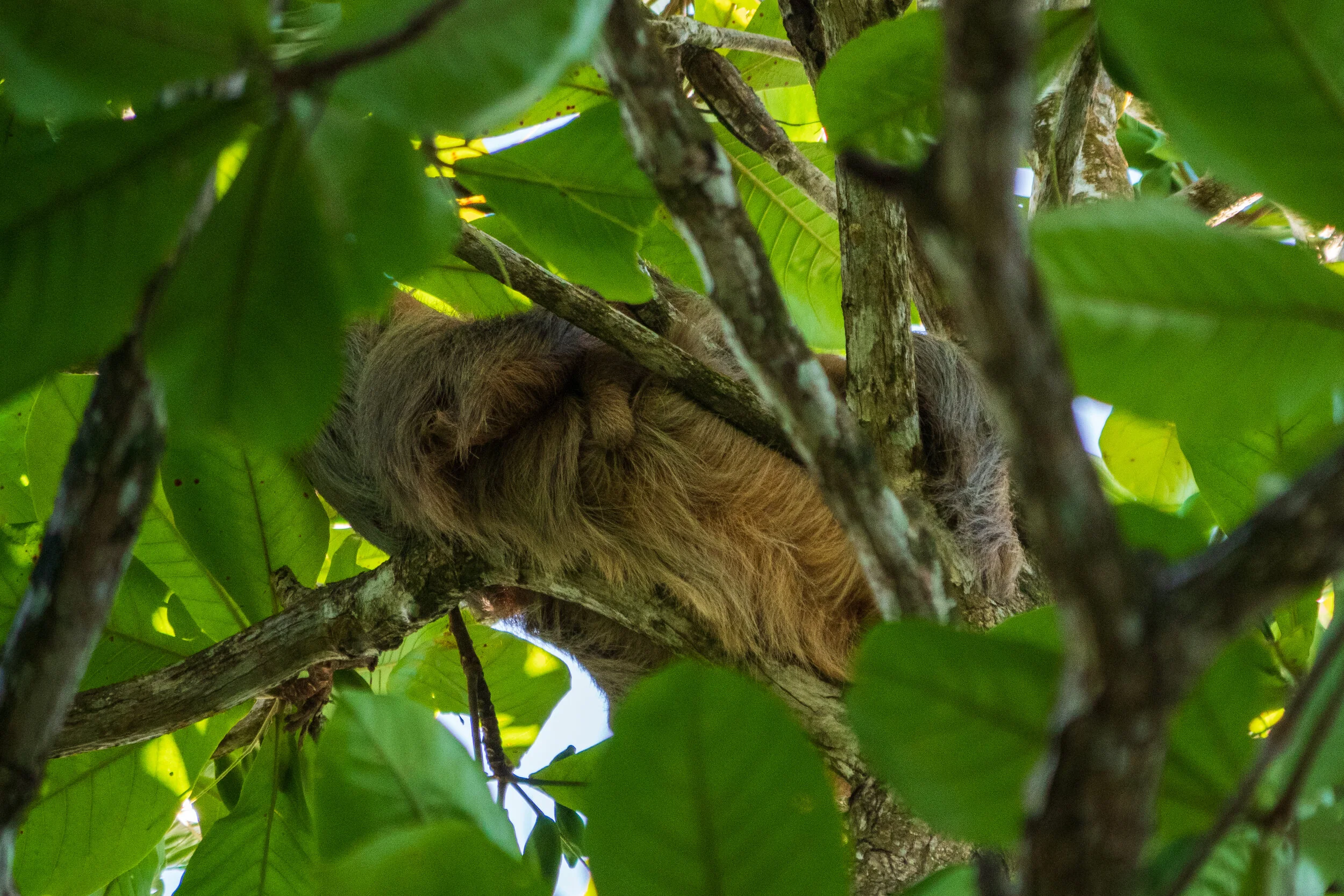 Sleeping Sloth in Cahuita