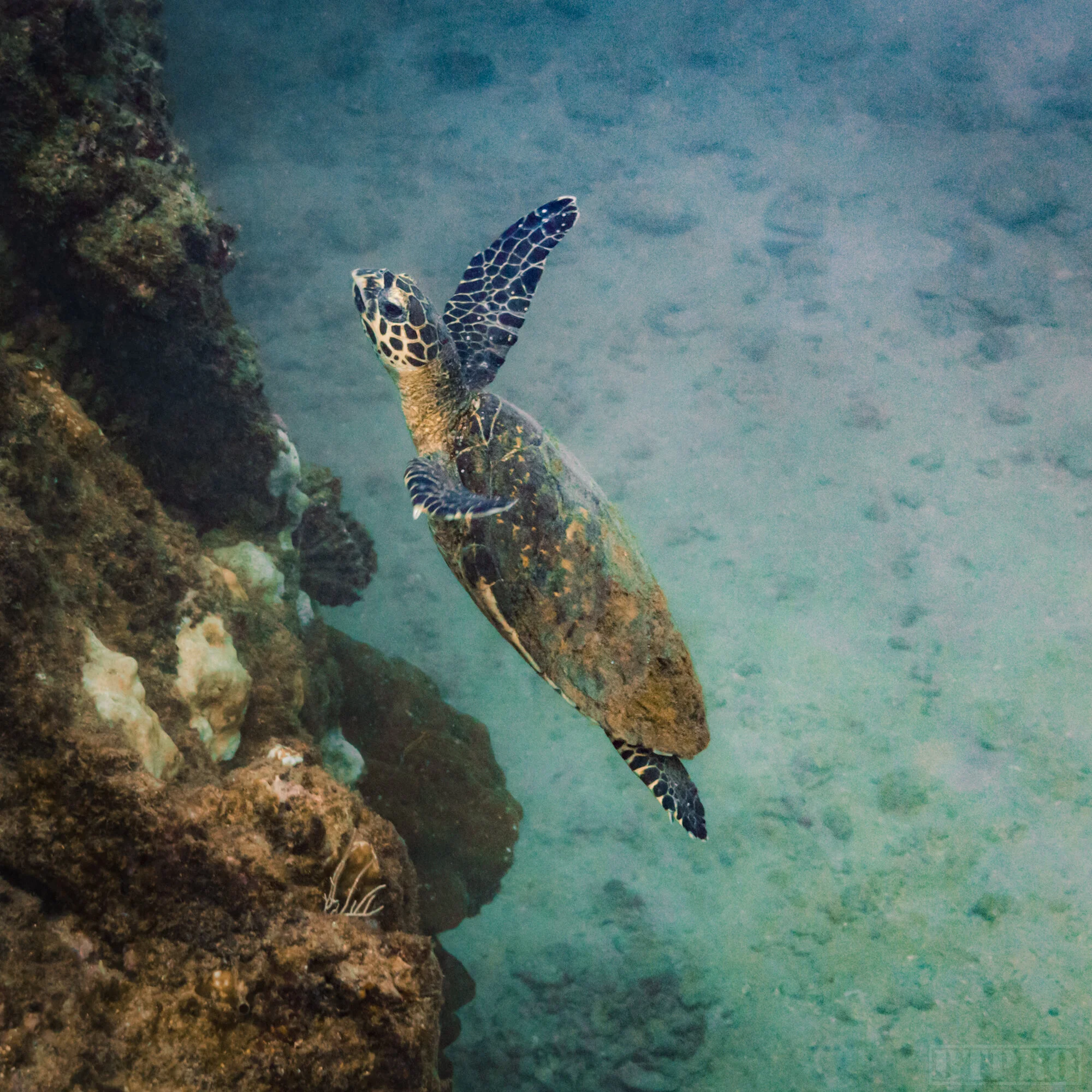 Sea Turtle at Cano Island
