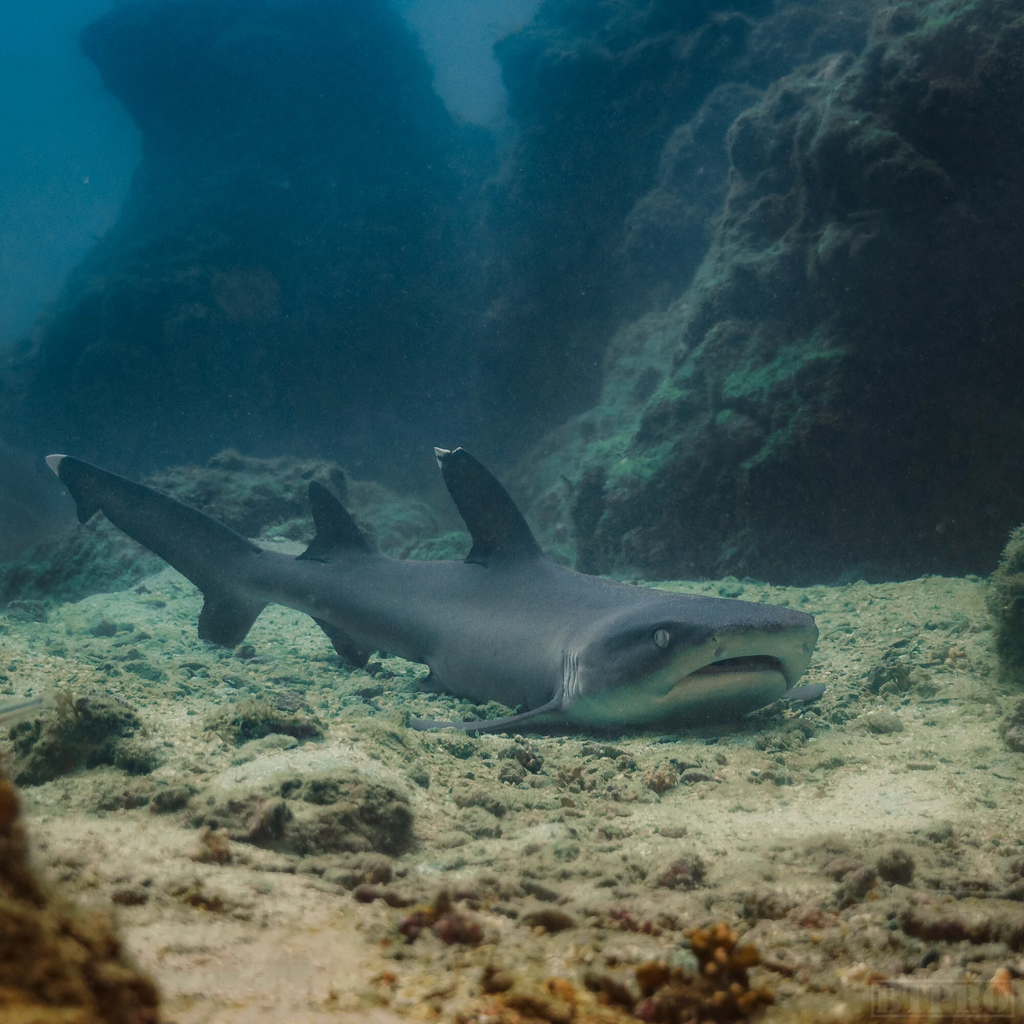 White Tip Shark at Cano Island