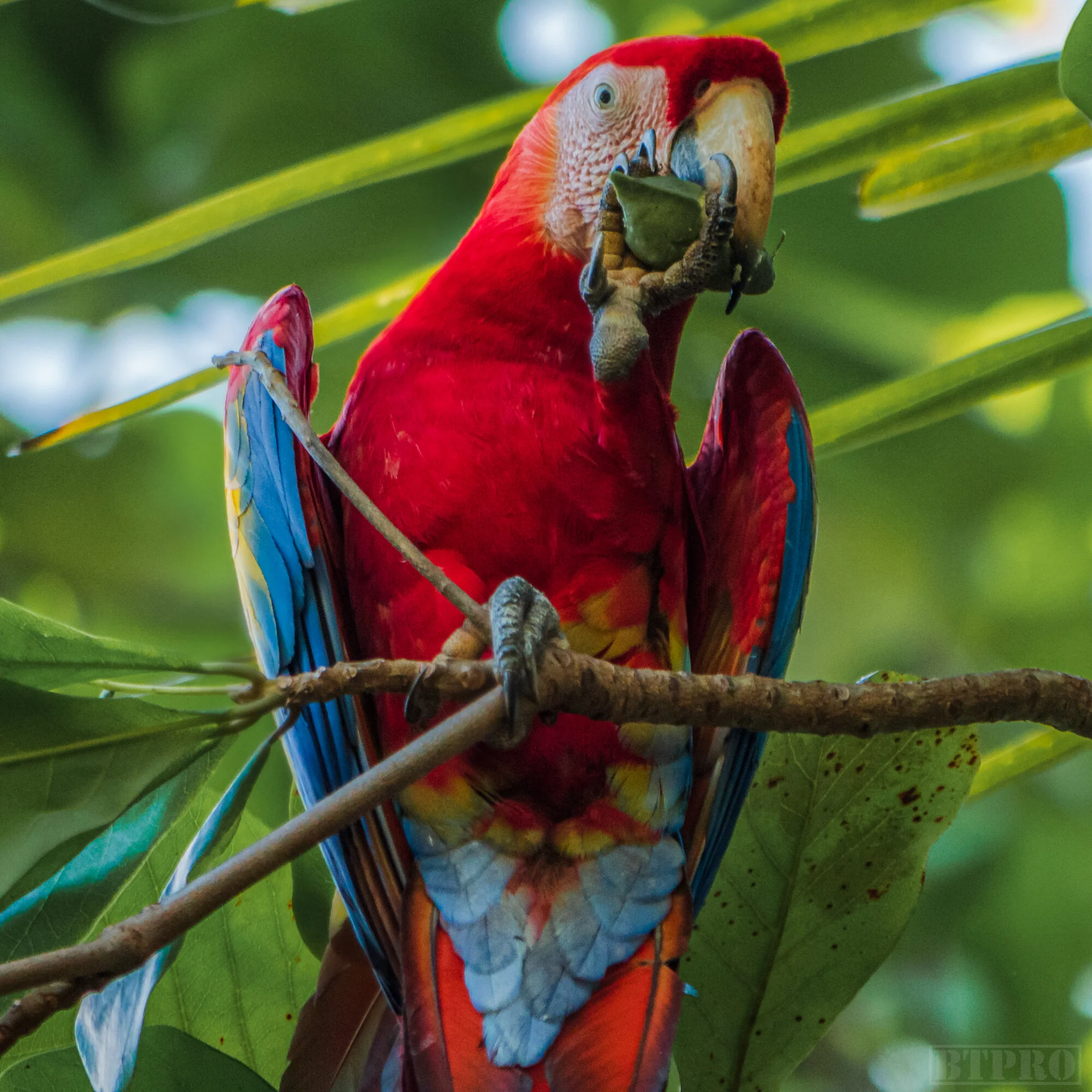 Scarlet Macaw in Pavones