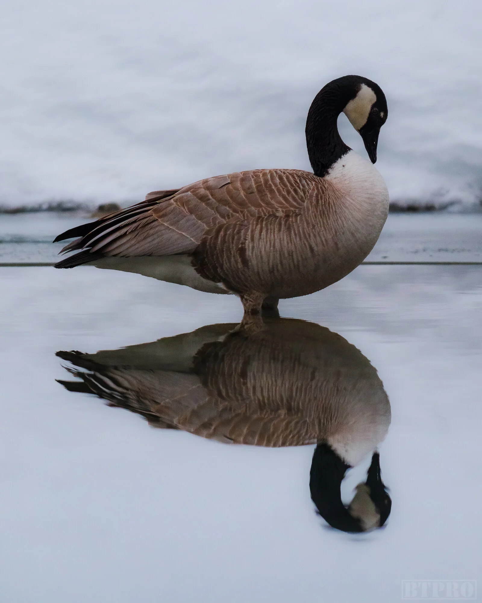 Canada Goose at Emerald Lake Lodge
