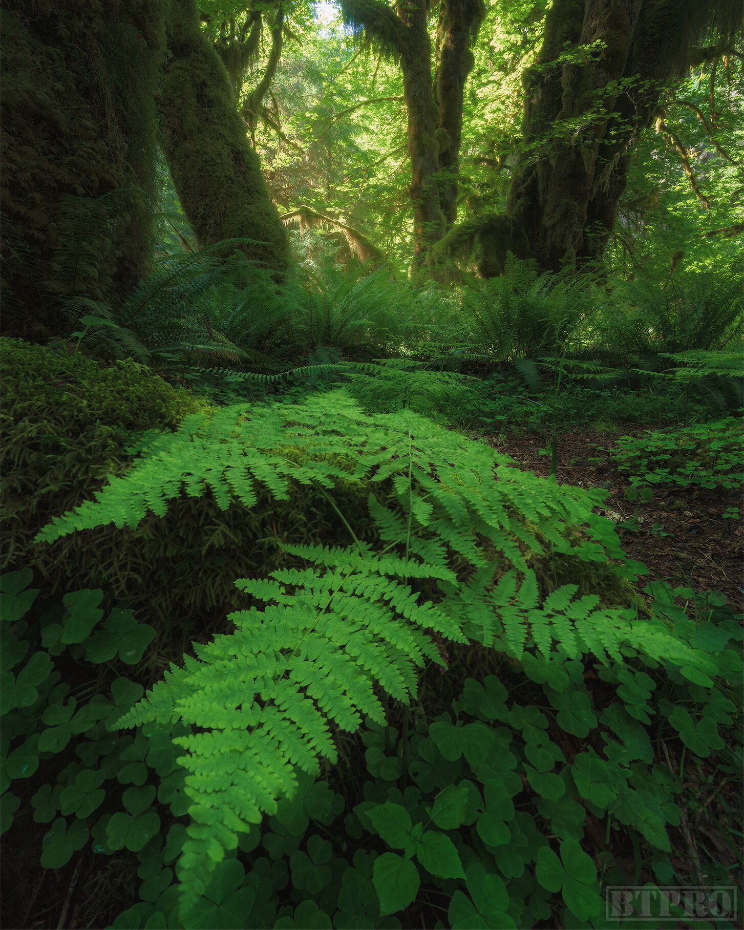 Classic Fern Shot at Hoh Rainforest