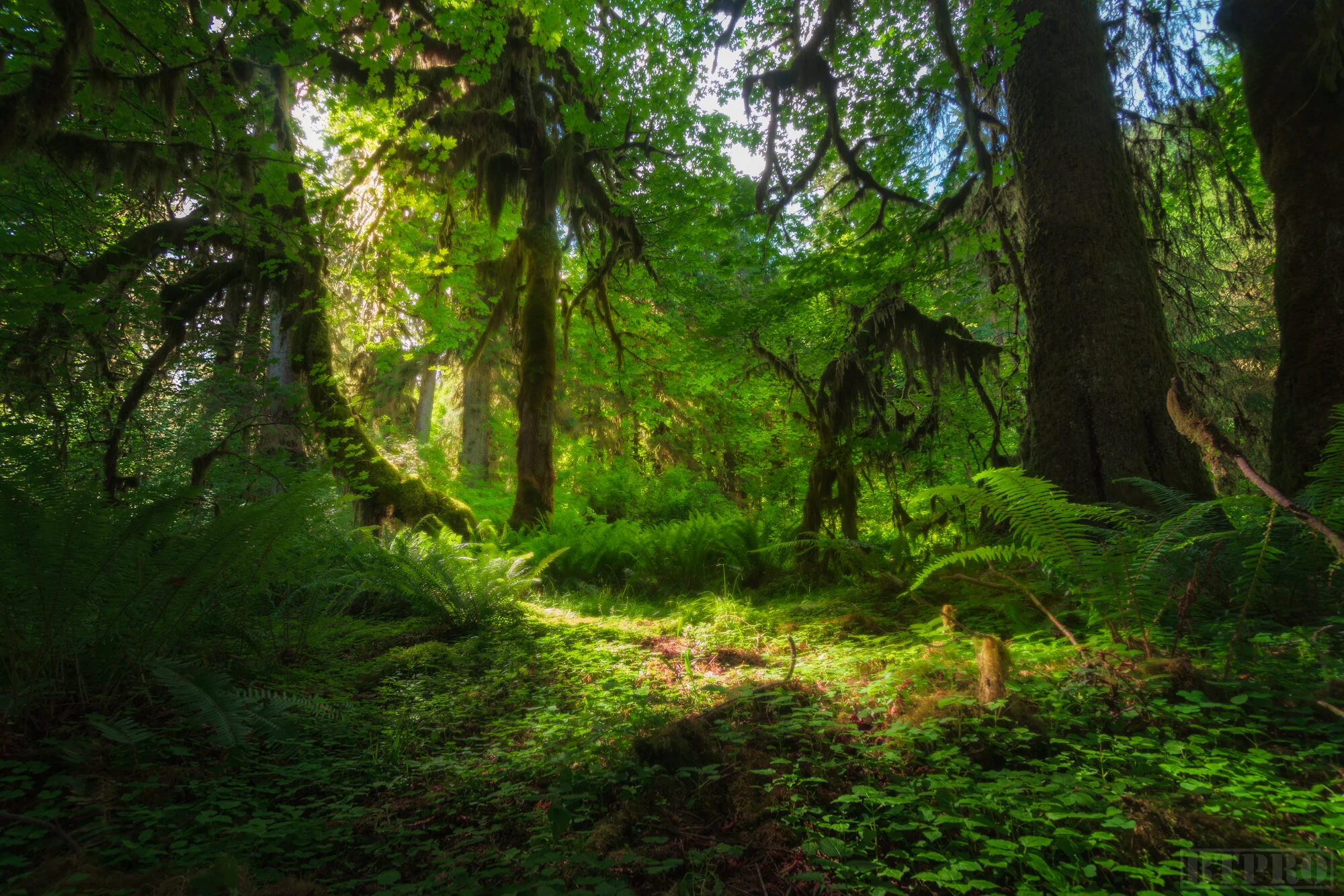 Light Beams at Hoh Rainforest
