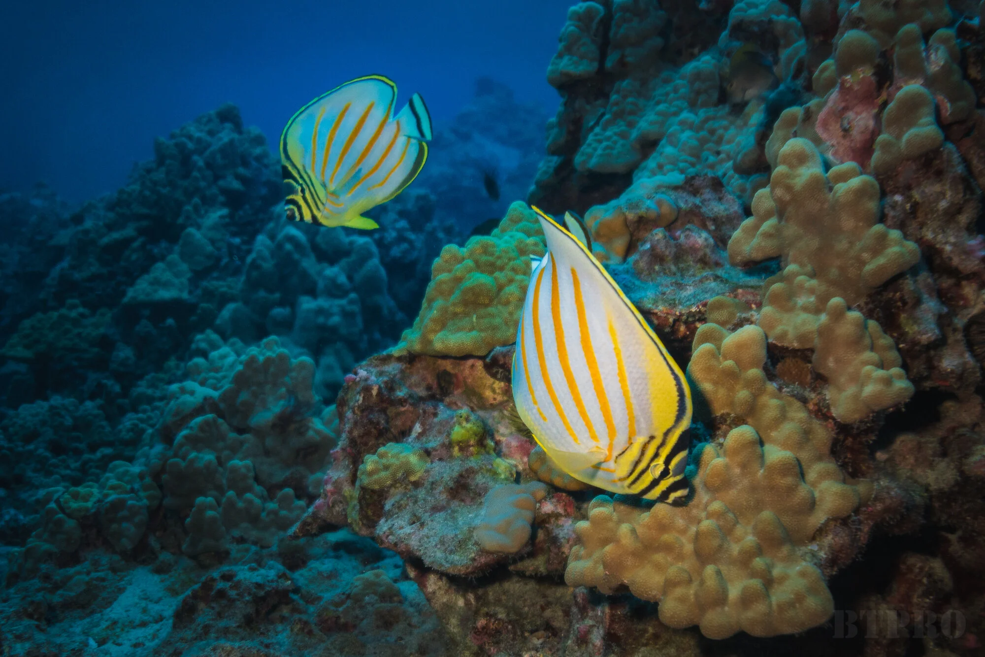 2 Ornate Butterfly Fish