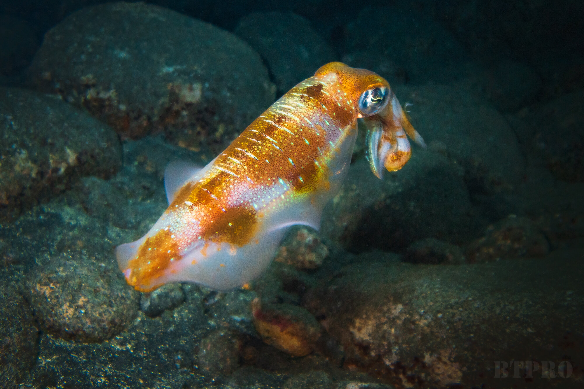 Bigfin Reef Squid