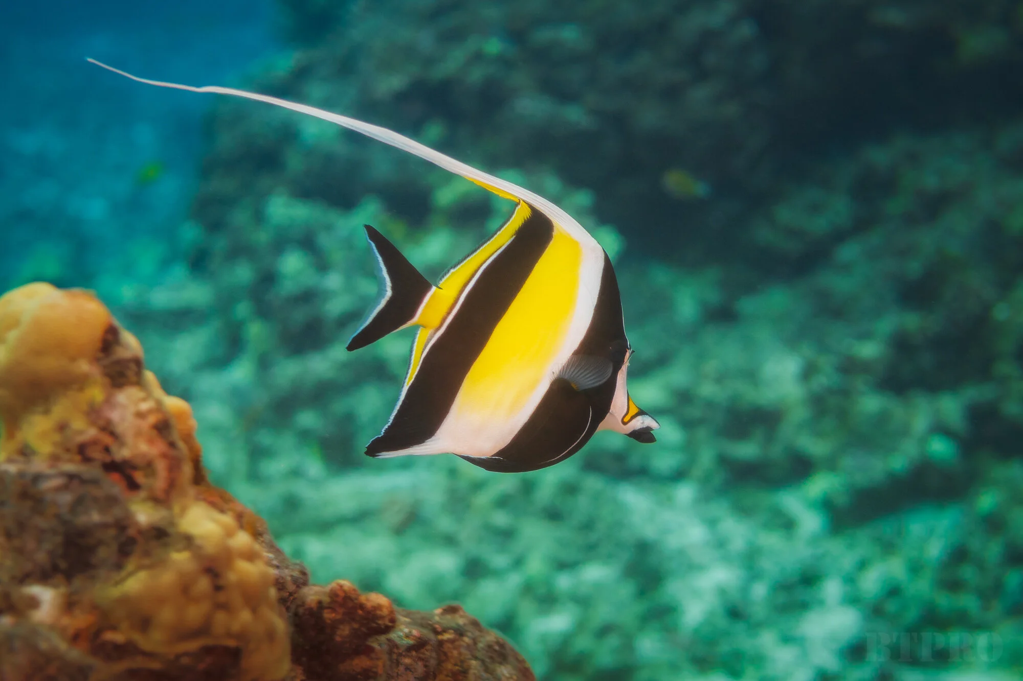 Moorish Idol
