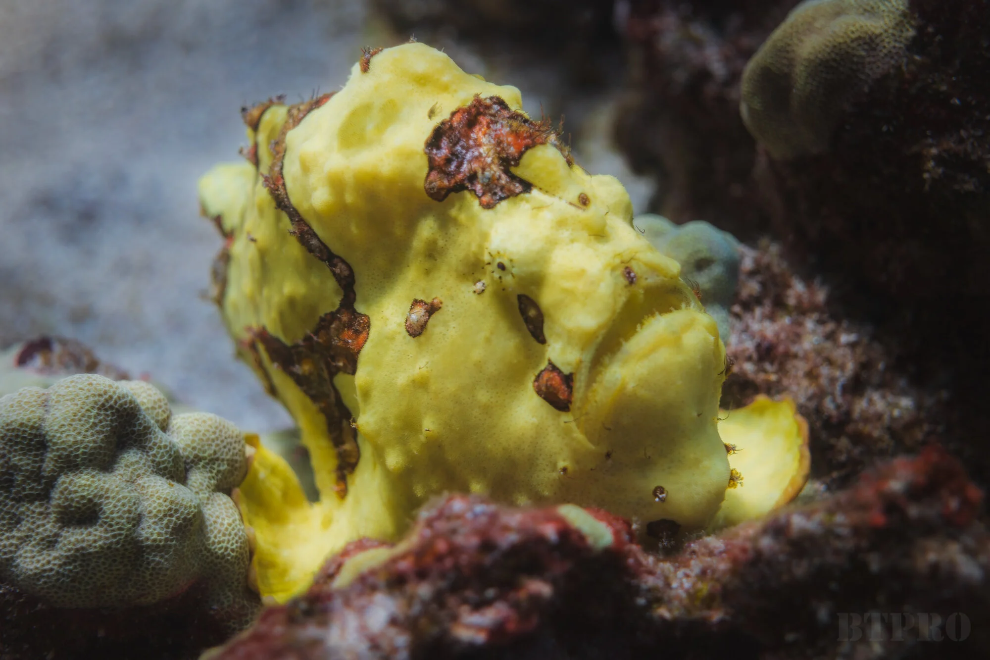 Frogfish