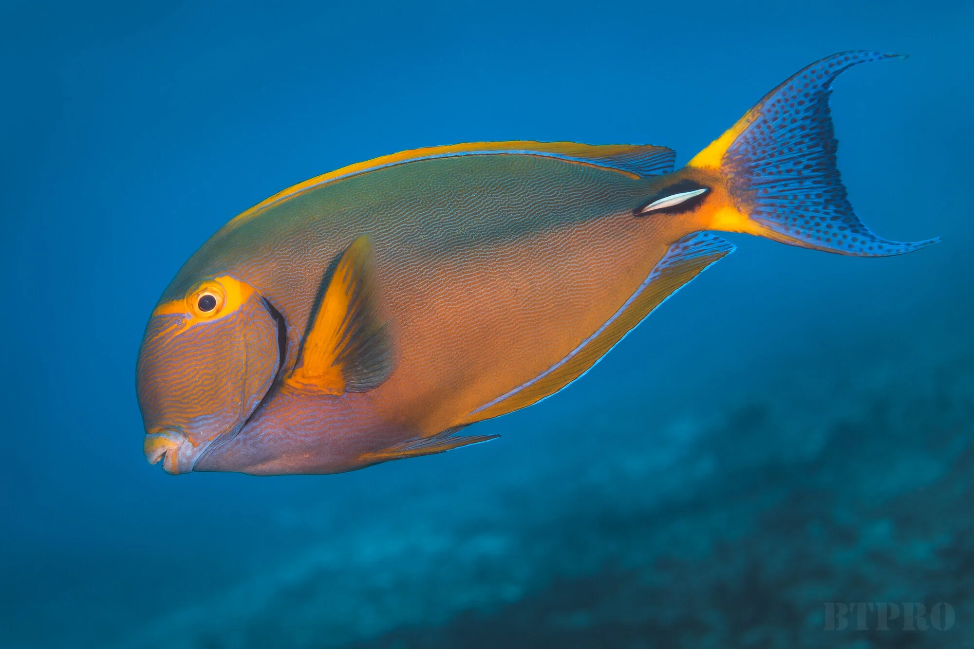 Dussumier Tang