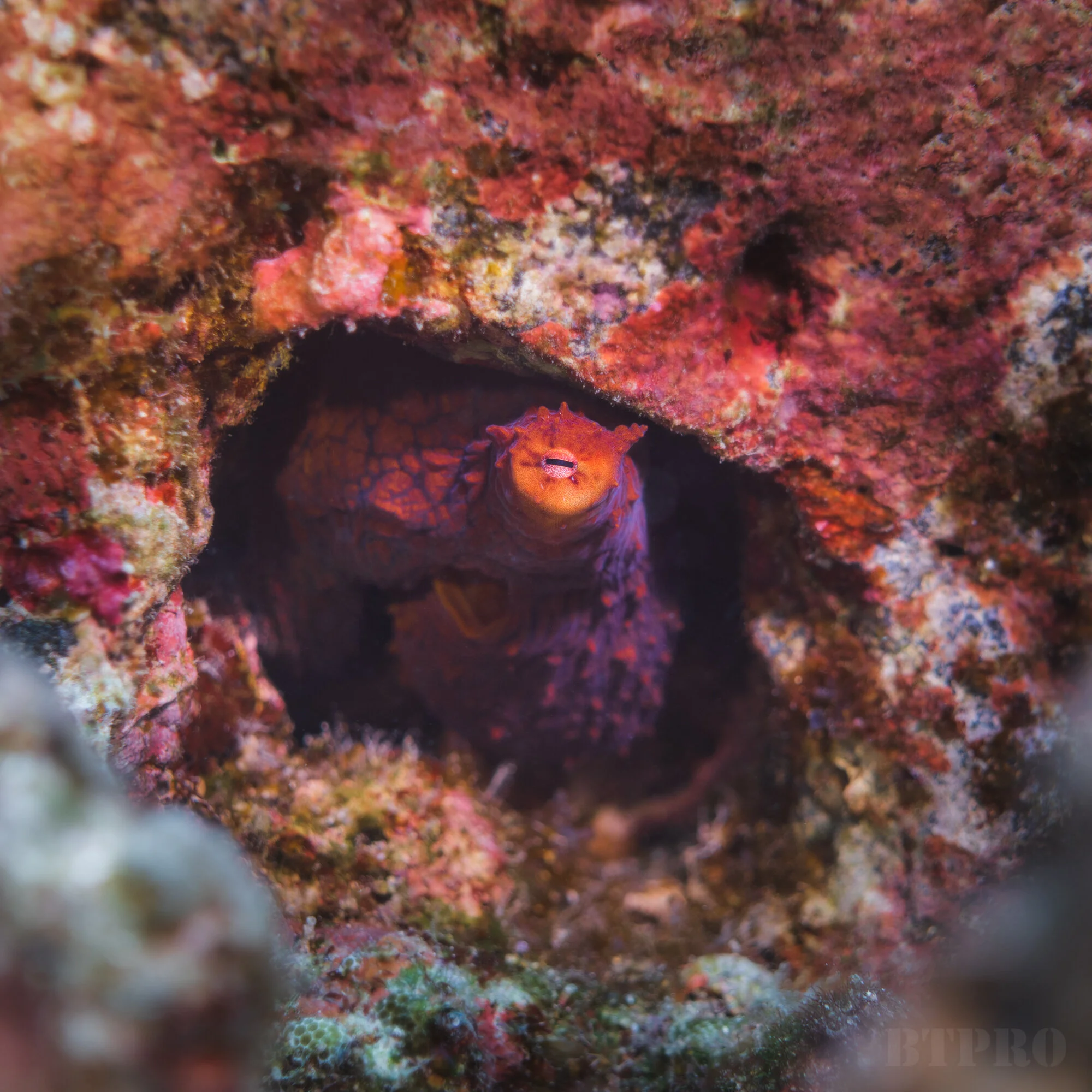 Octopus