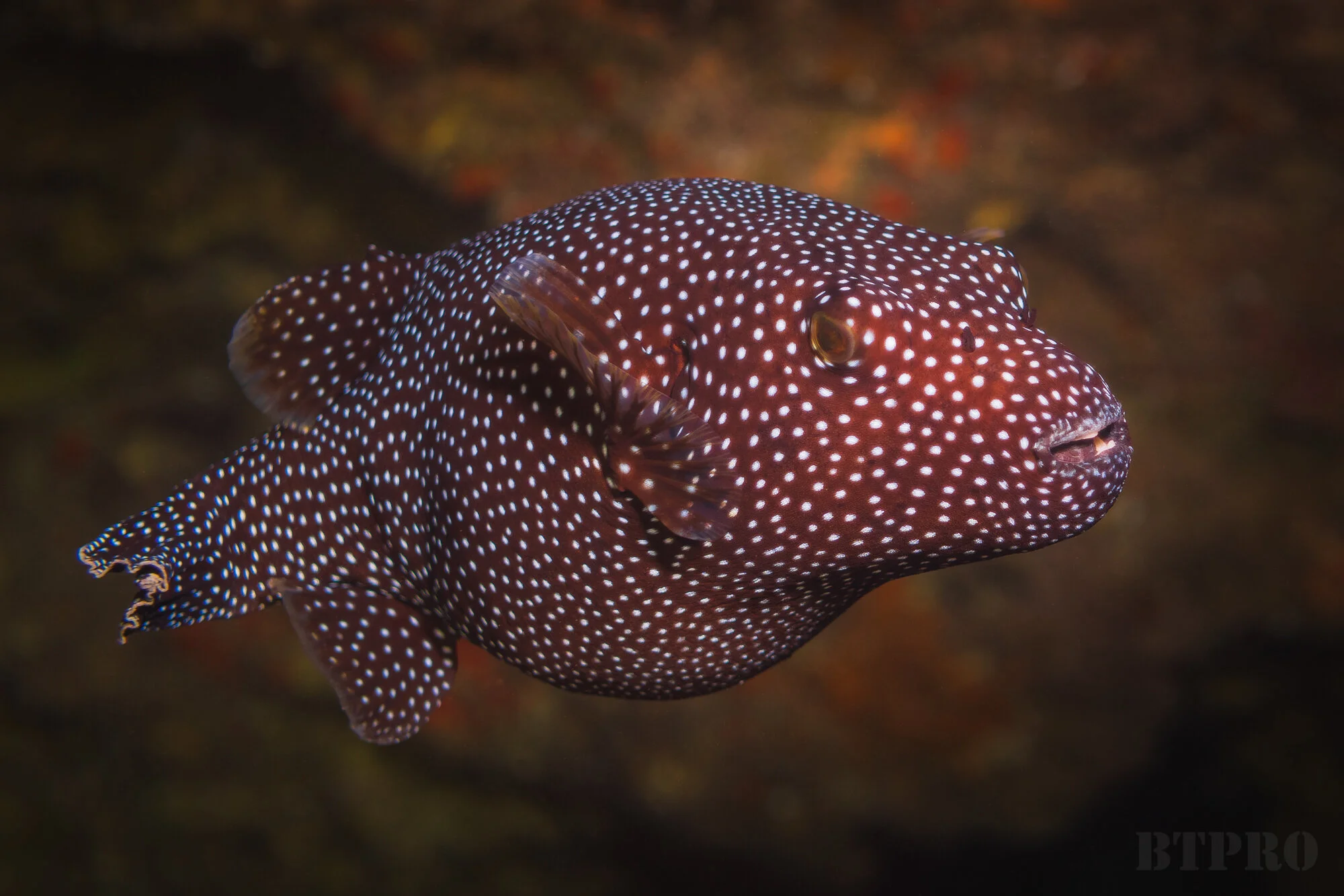 Spotted Pufferfish