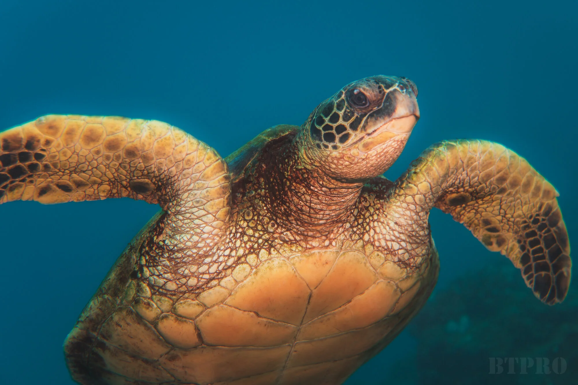 Green Sea Turtle