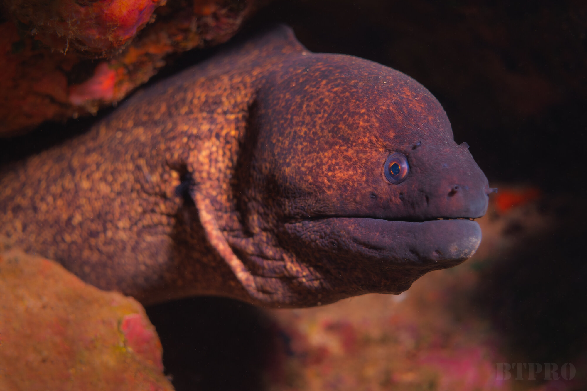 Moray Eels