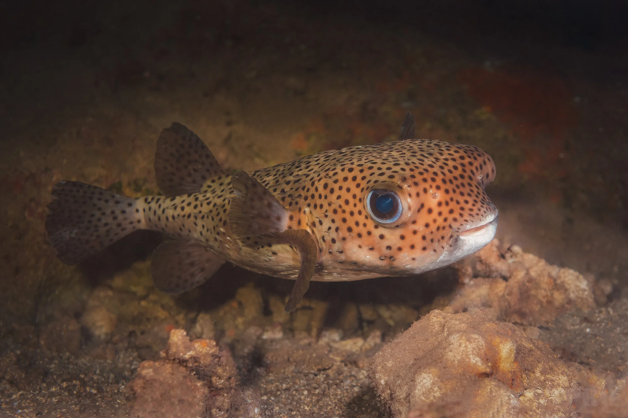 Porcupine Fish
