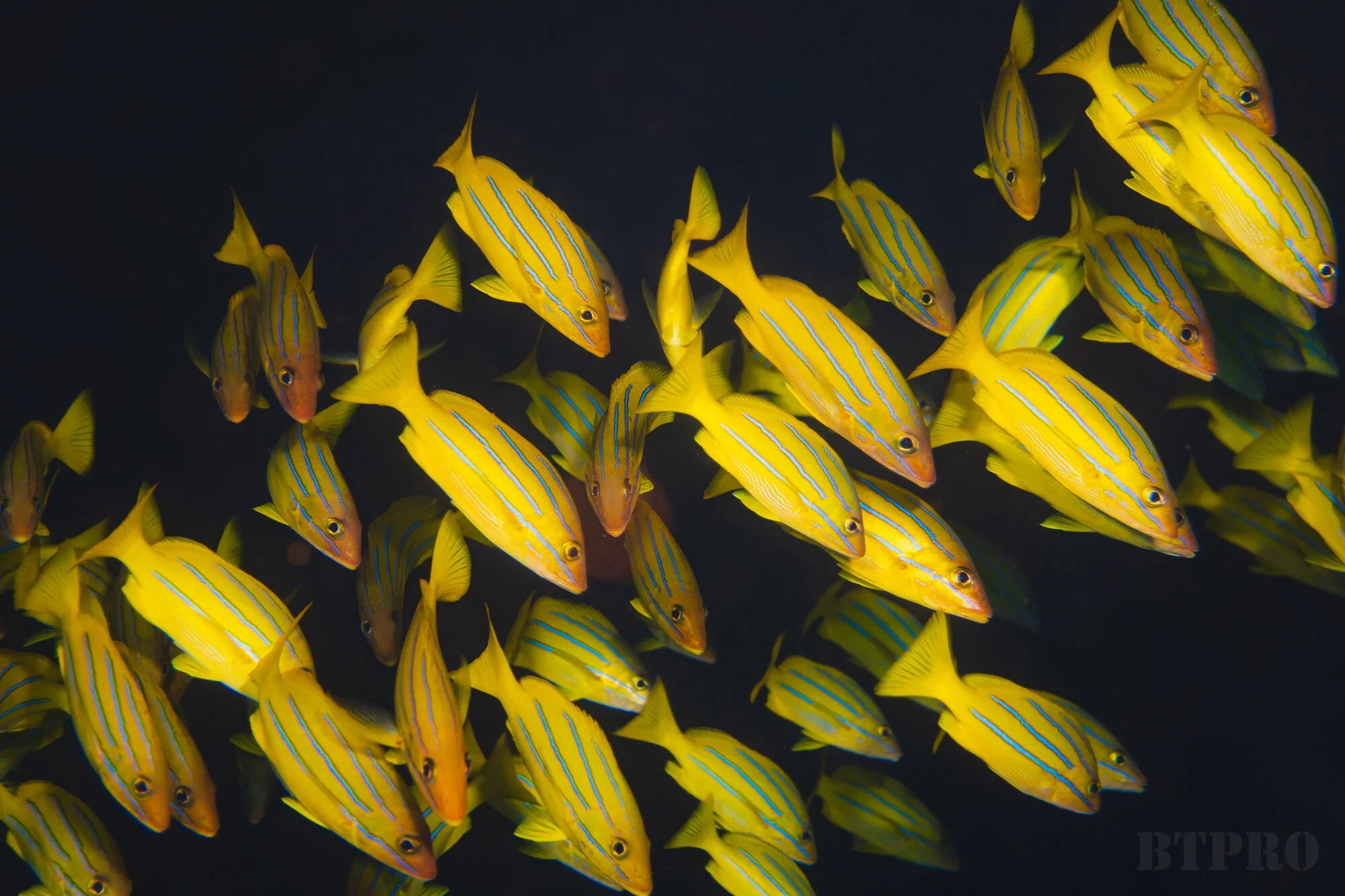 Bluestripe Butterfly Fish