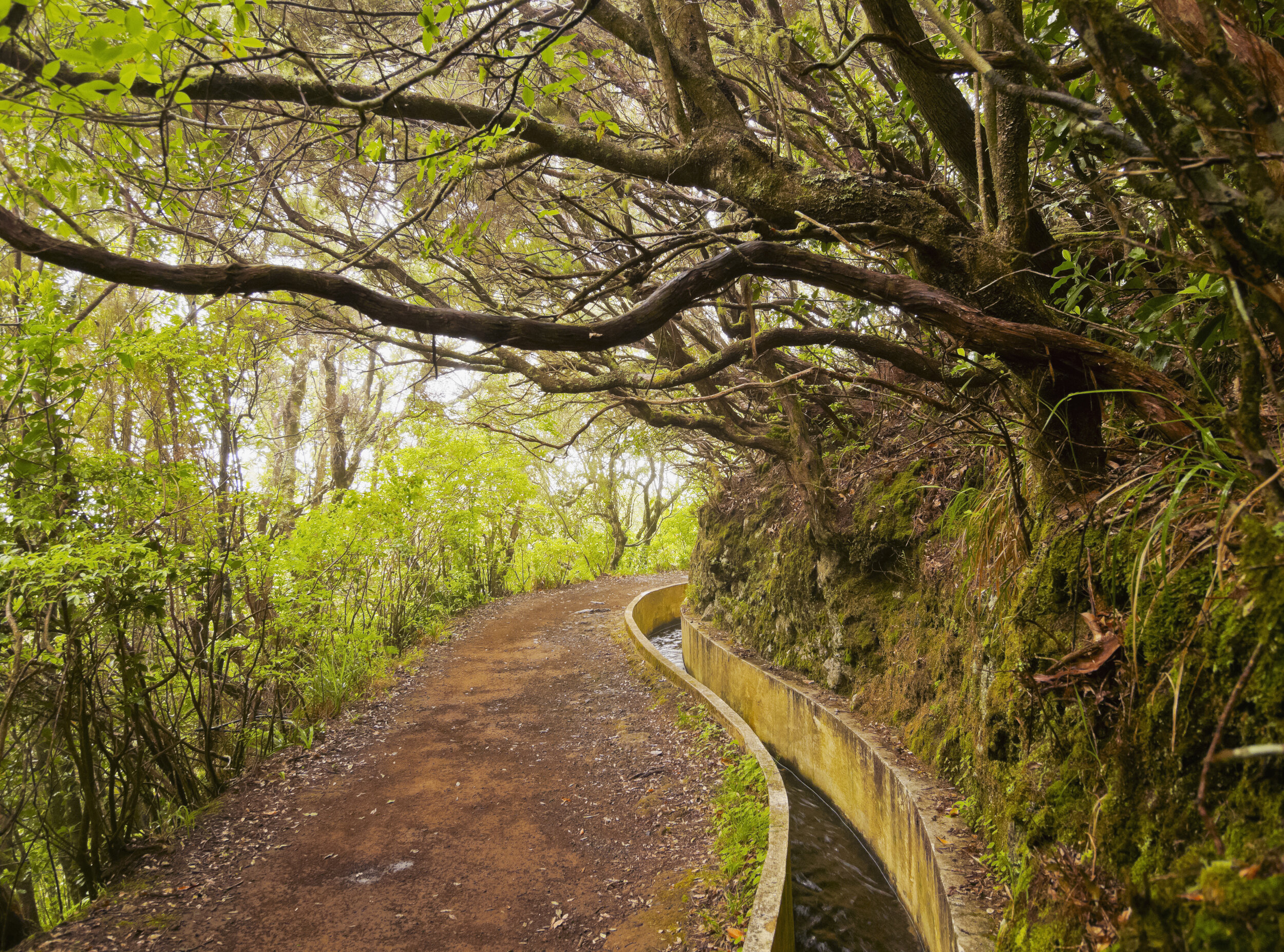 A levada alongside a hiking trail