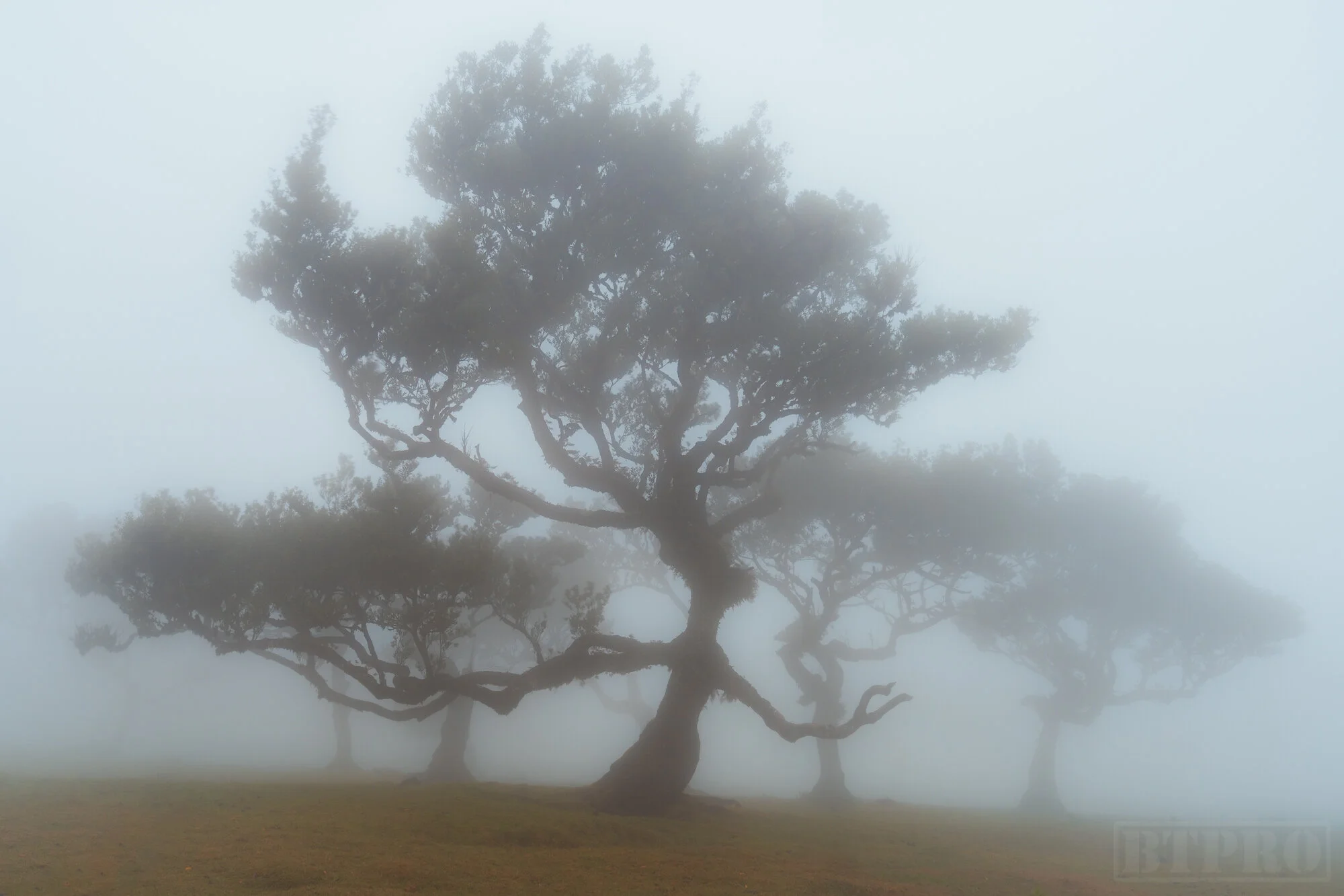 A Foggy Day in Fanal