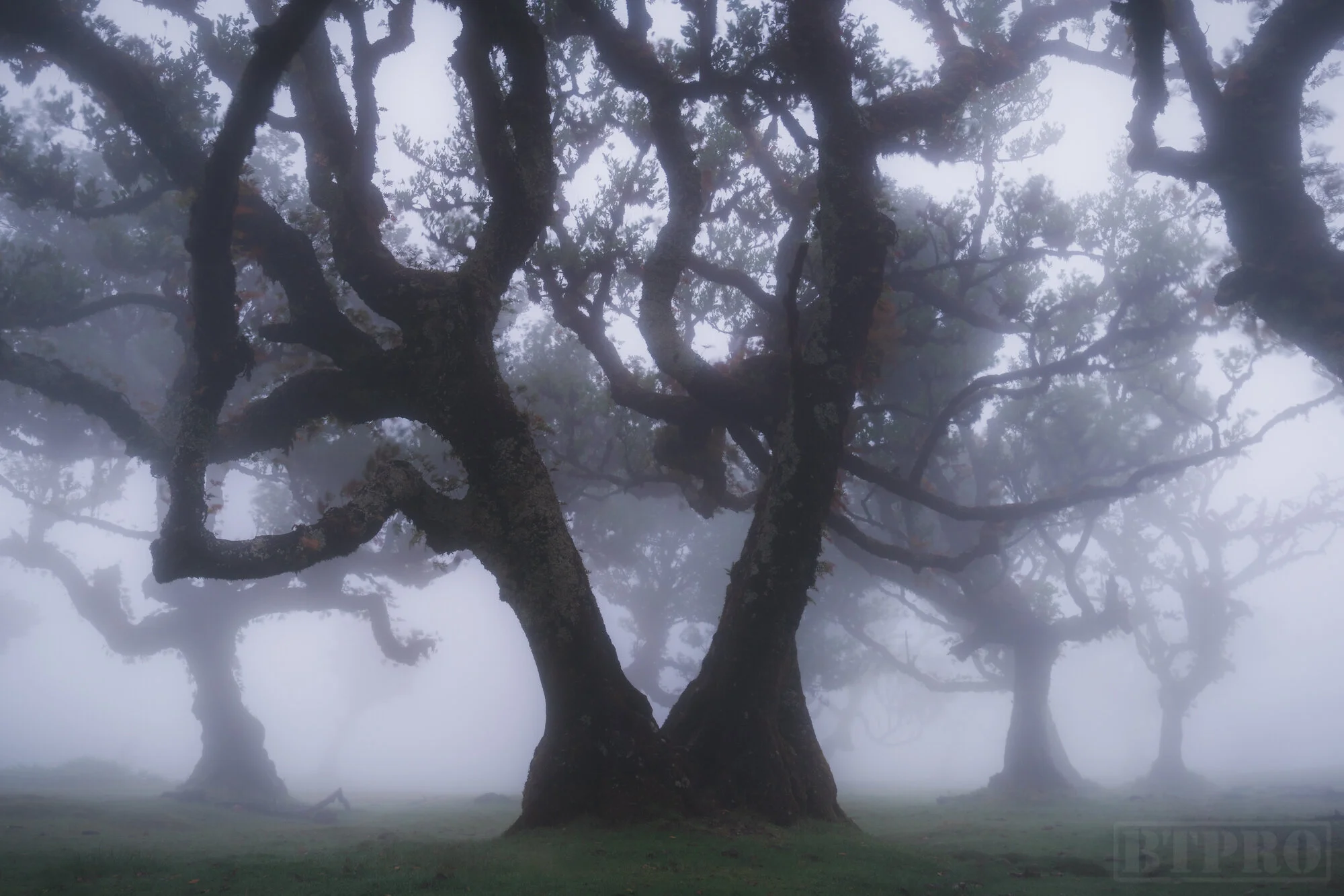 A Foggy Day in Fanal