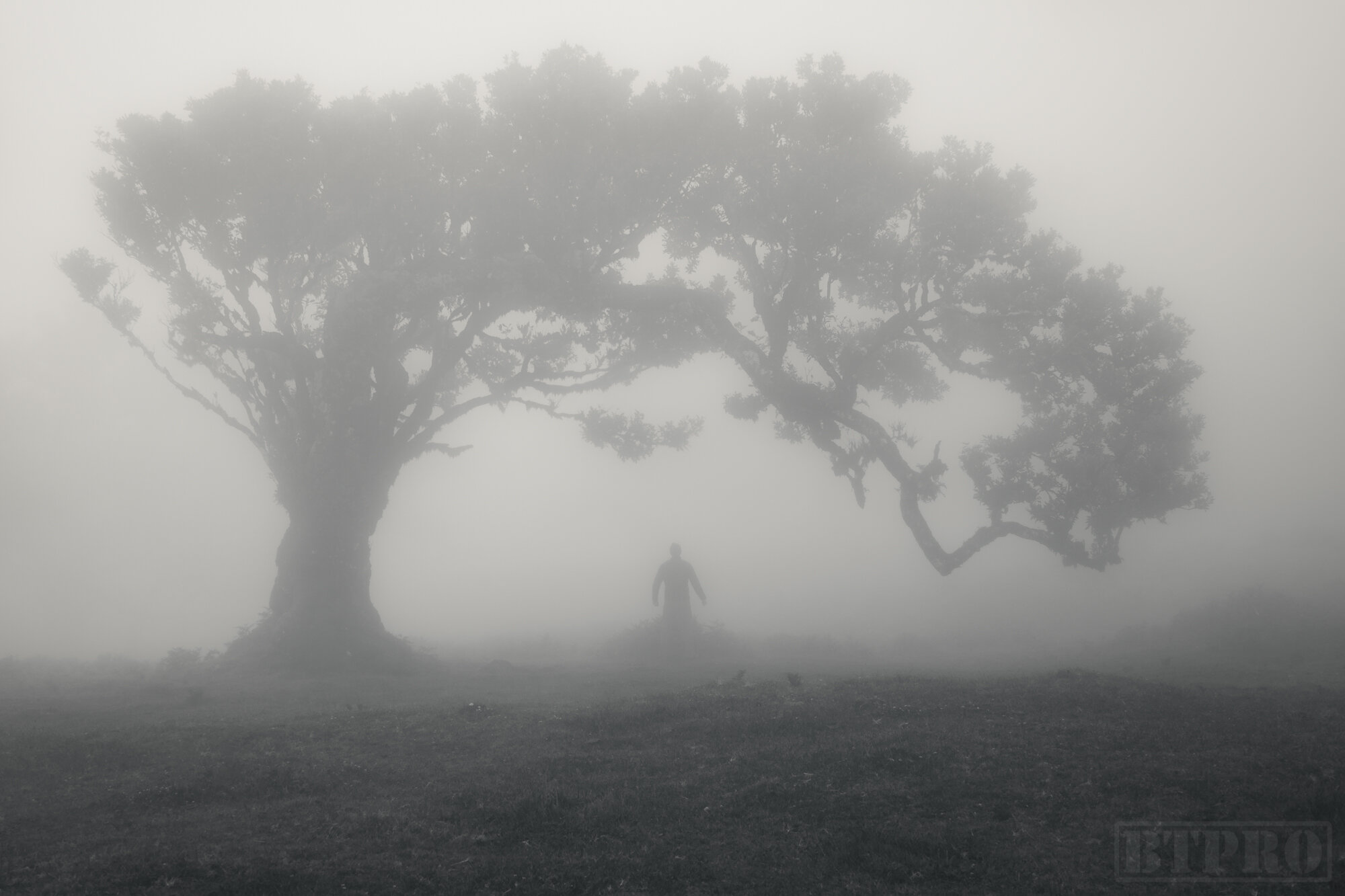 A Foggy Day in Fanal