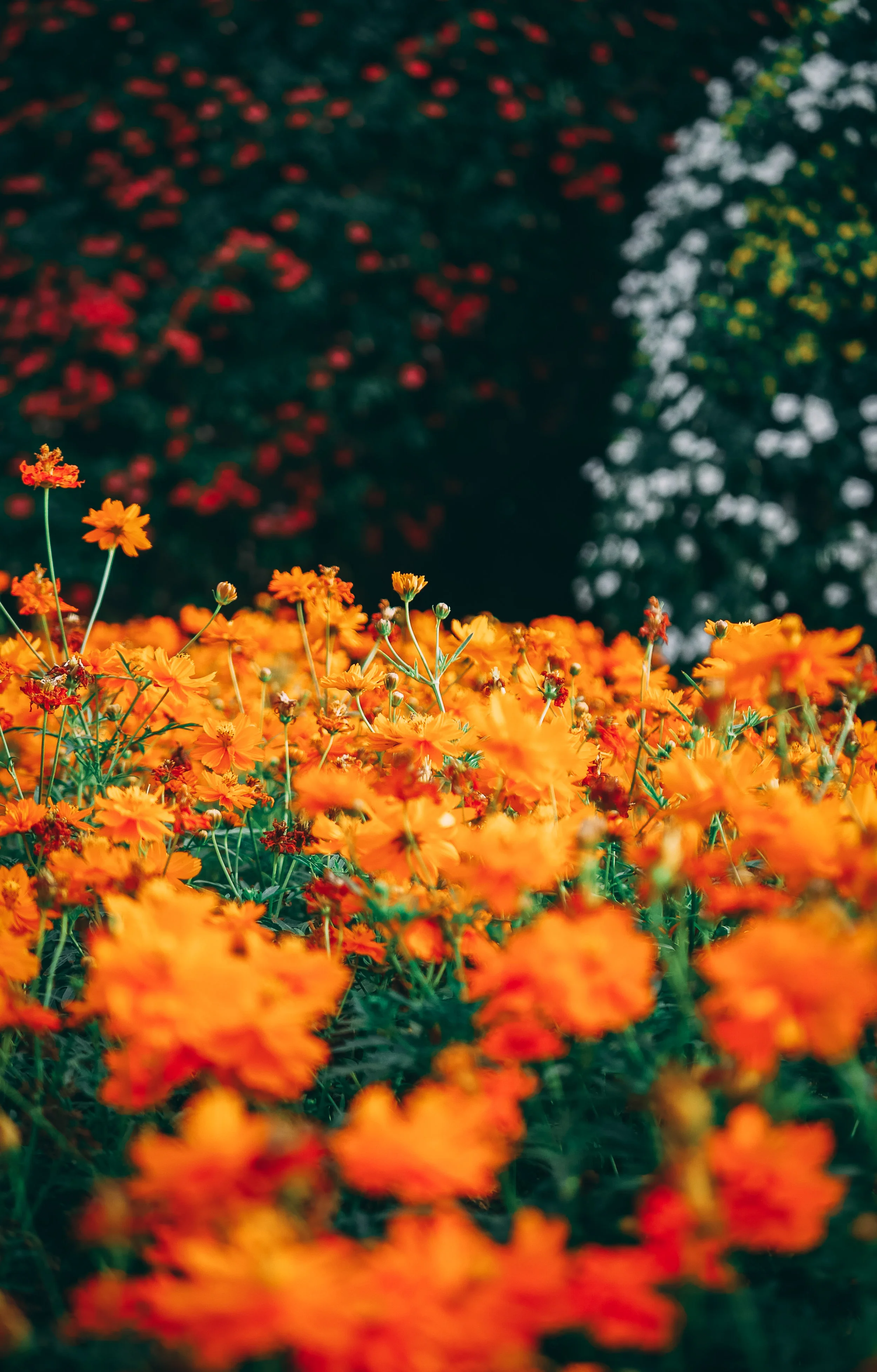 12 Flower Garden Design Tips That Will Help You Plan a Stunning Landscape