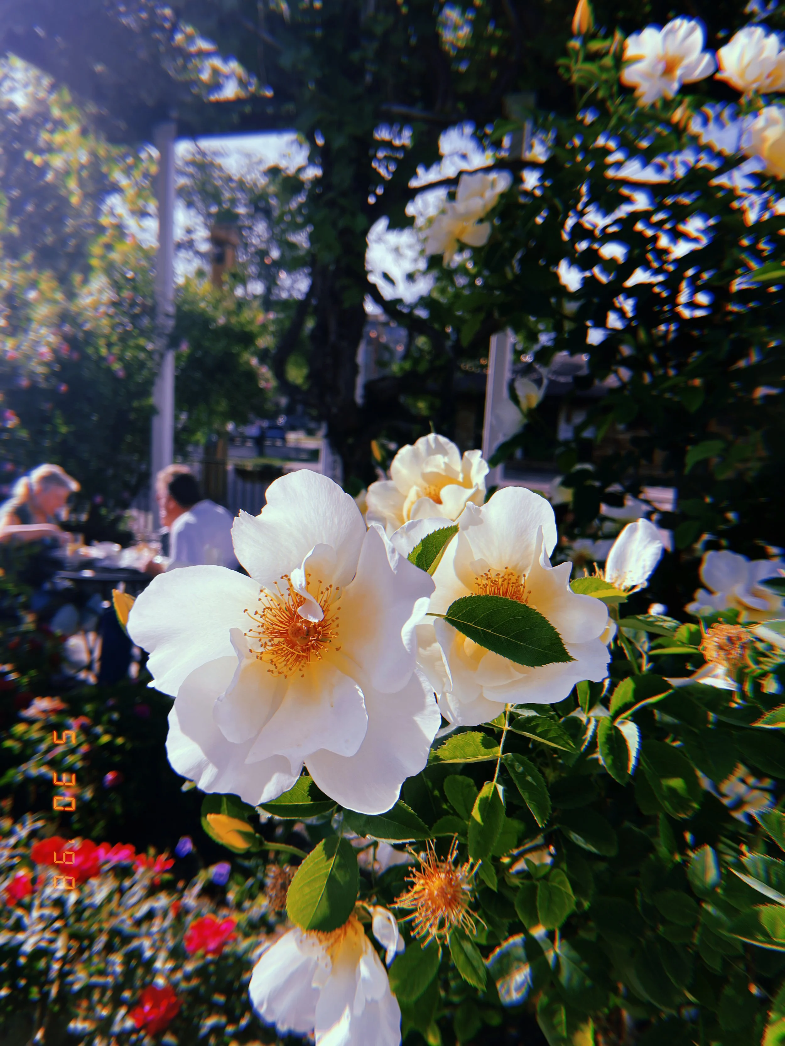 A Mini Hiking Guide: A Resource for Mountain Adventures