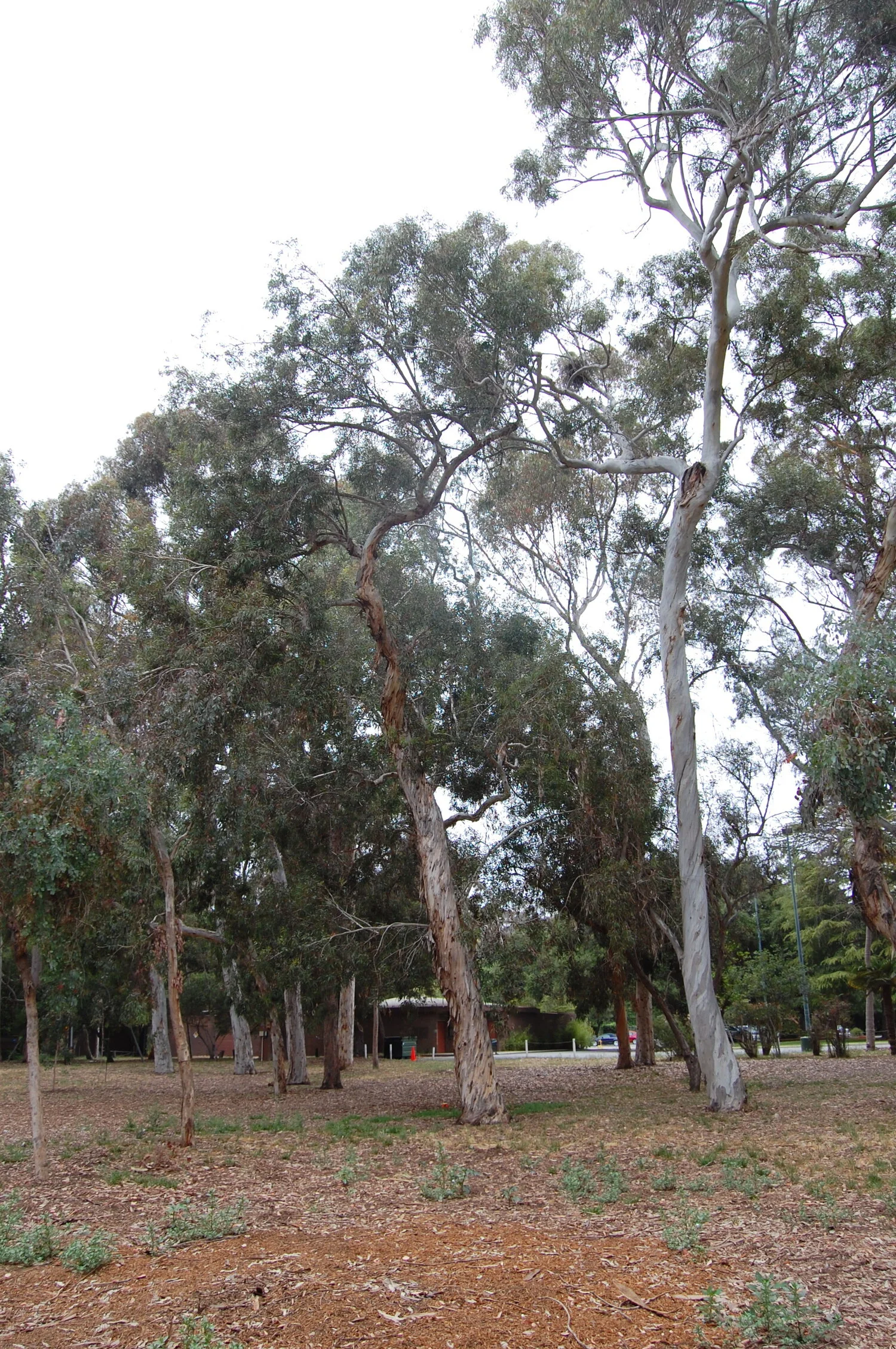 Eucalyptus Grove, Rustic Canyon Photo: Randy Young