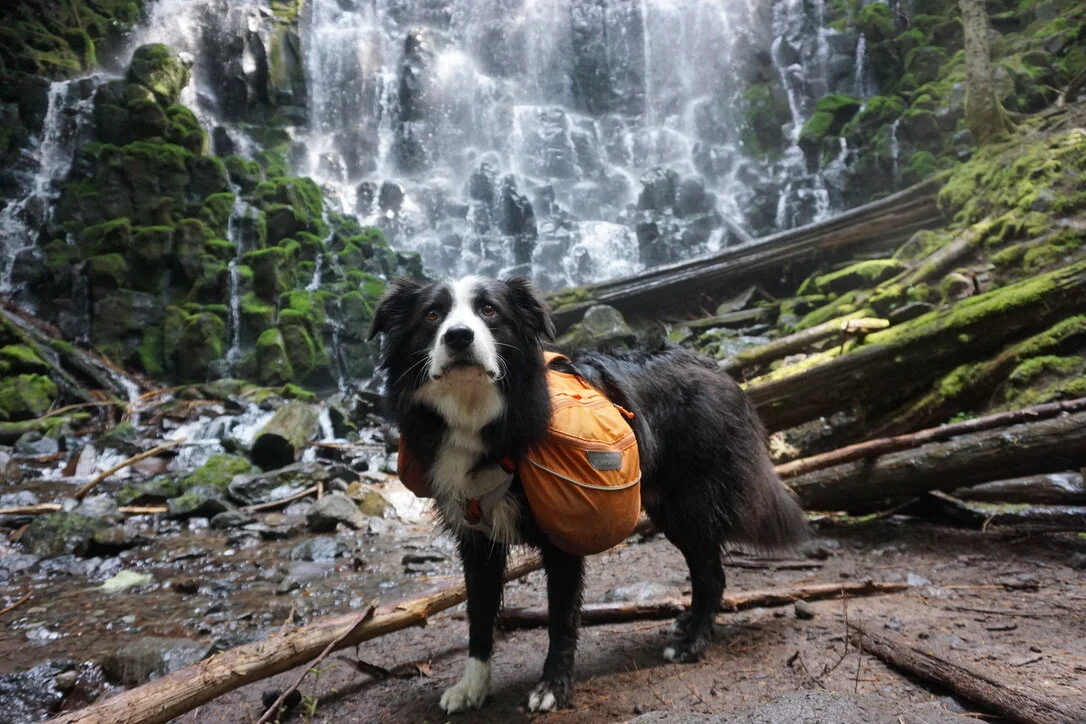 A black and white dog with a brown backpack standing on a forest trail in front of a waterfall surrounded by moss-covered rocks and fallen logs.