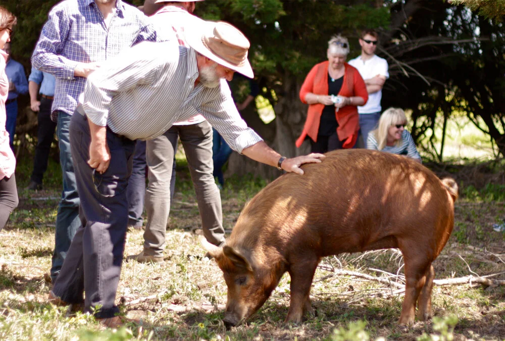 patting pigs.jpg