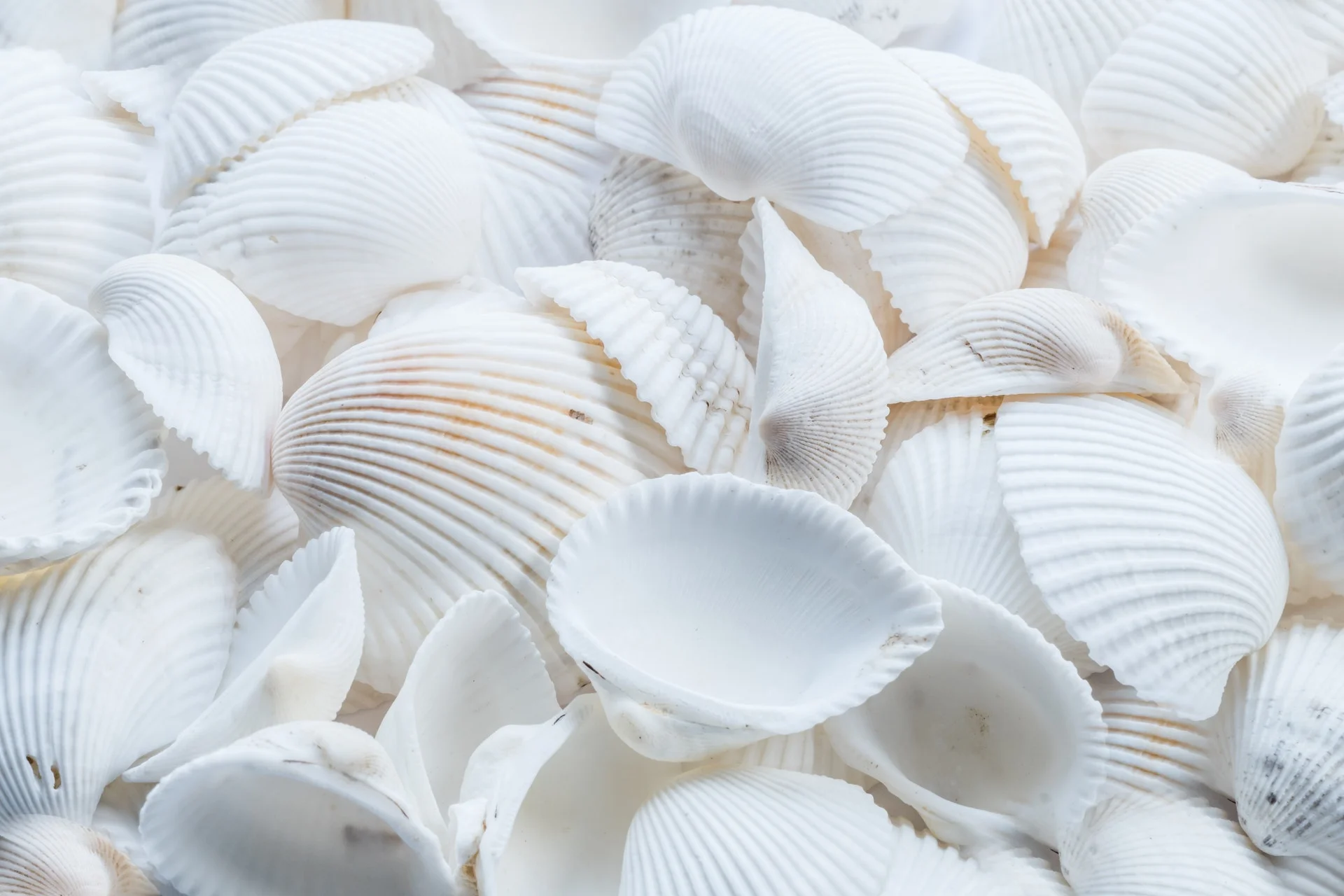 close-up-pattern-seashell-1883386.jpg