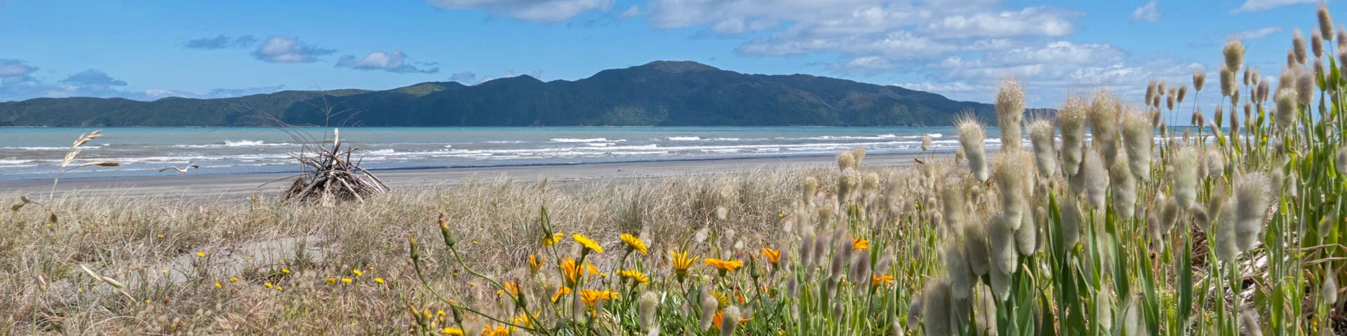 shutterstock_Kapiti-island-pic-high-res.jpg