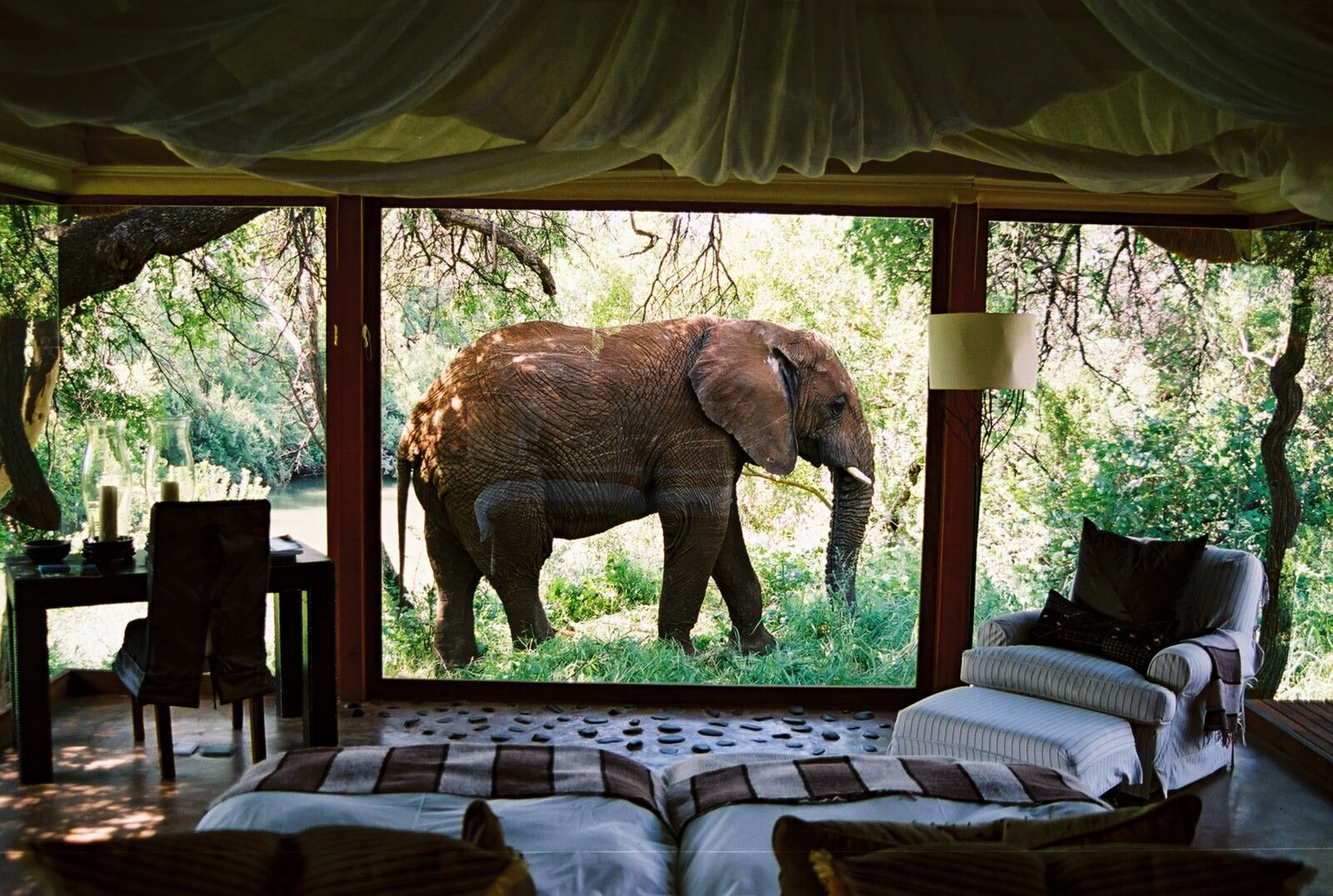 Elephants on honeymoon