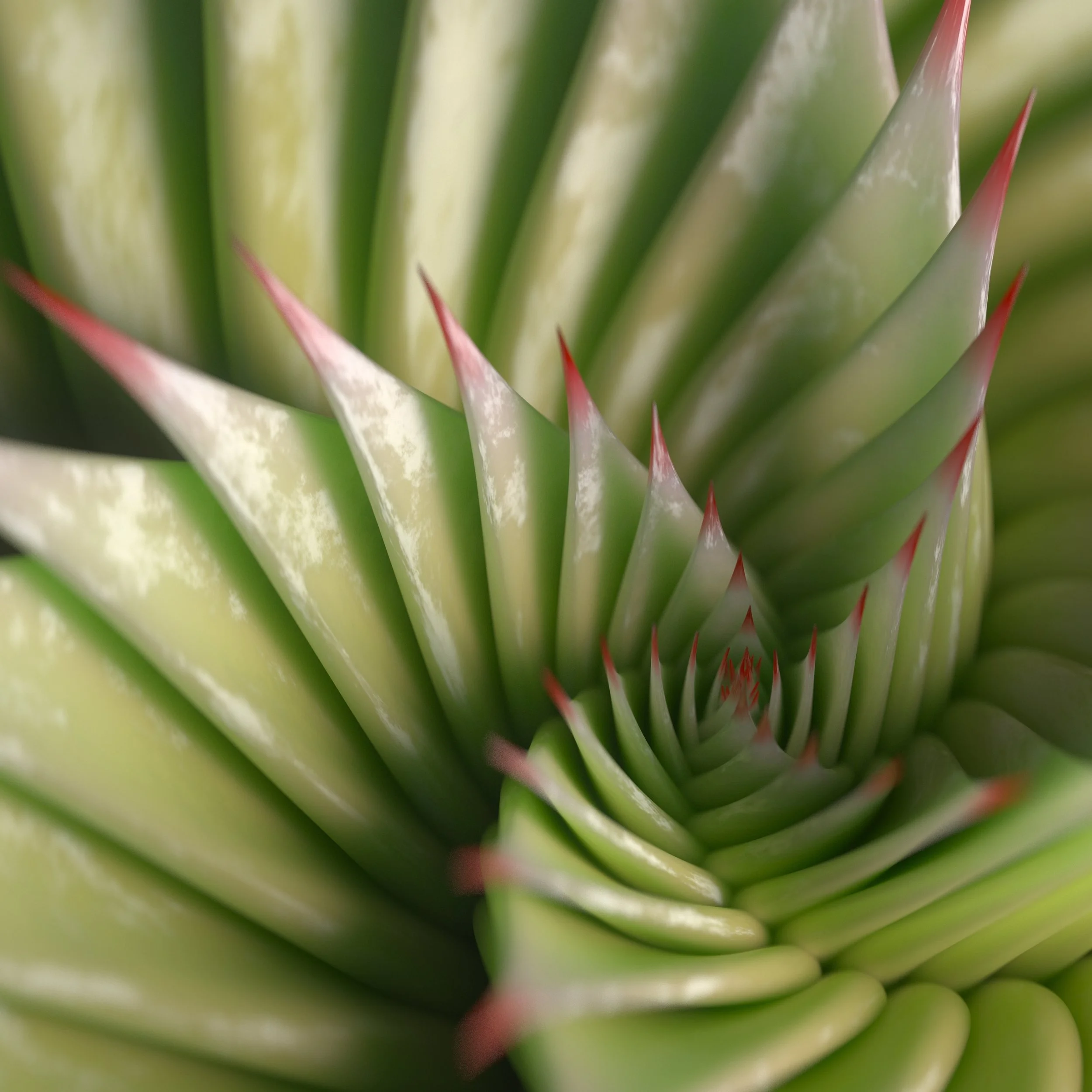Phyllotaxis_Succulent.v5.jpg