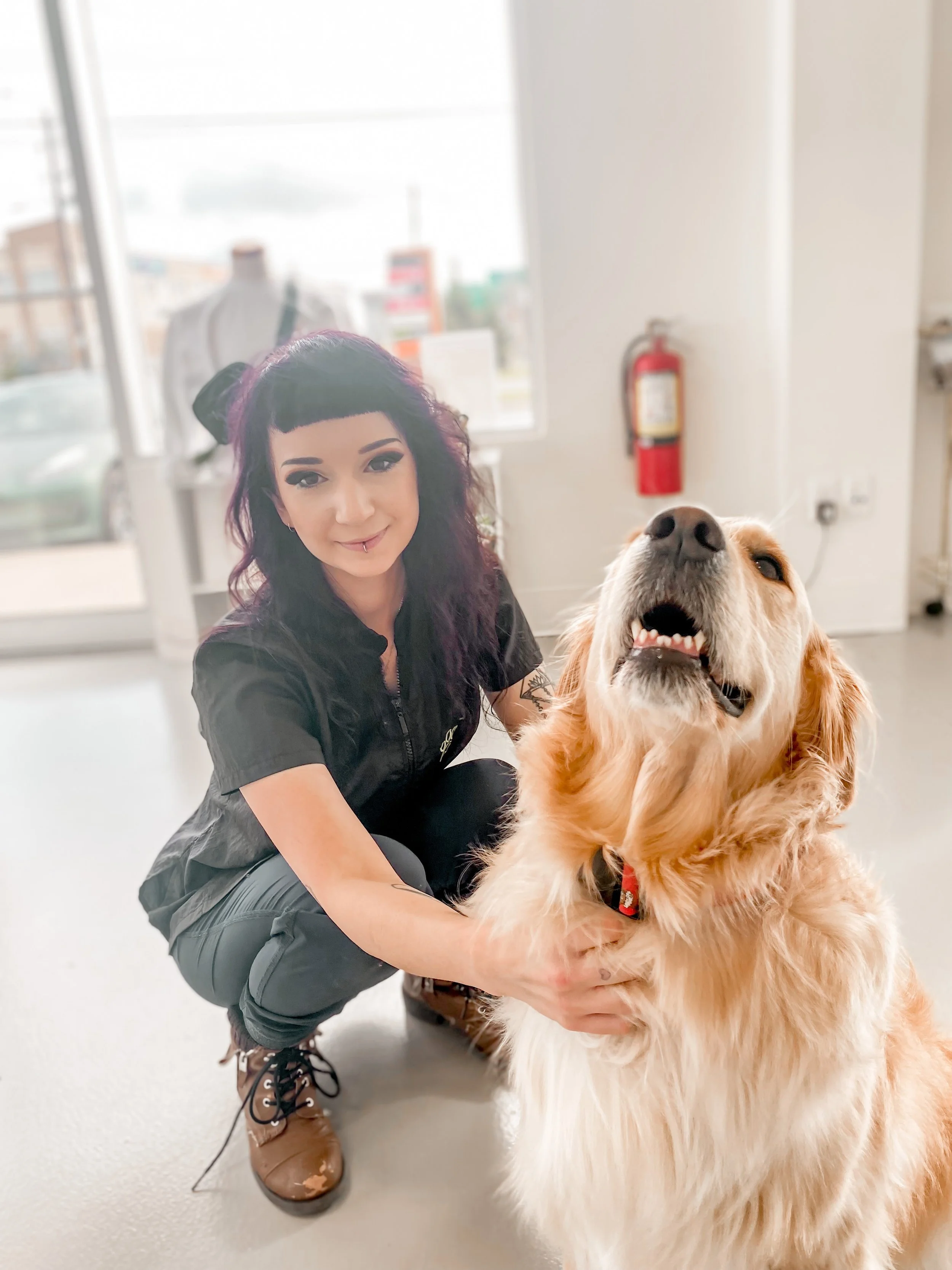 What Is A Full Groom For Dogs