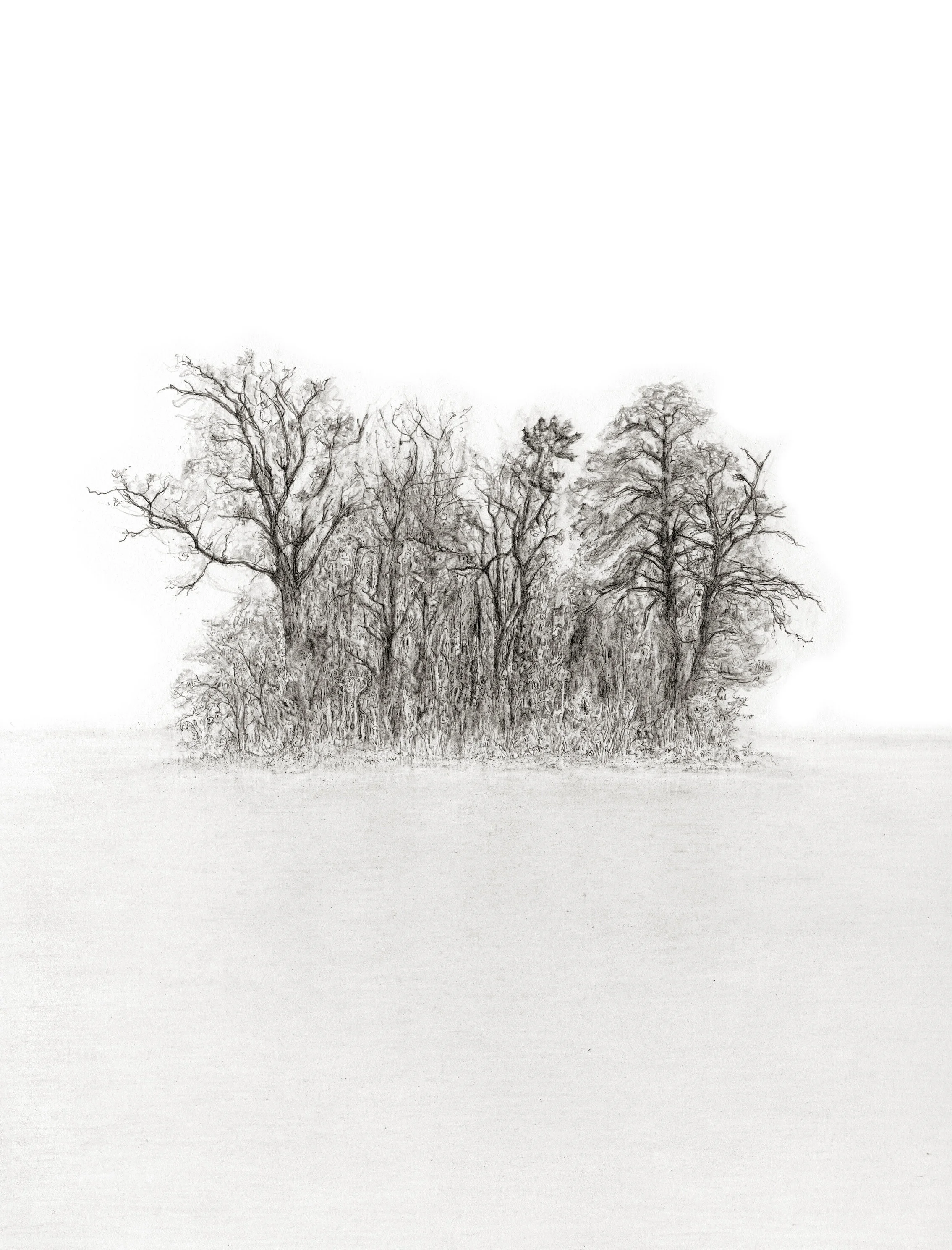 2011_Coppice.jpg