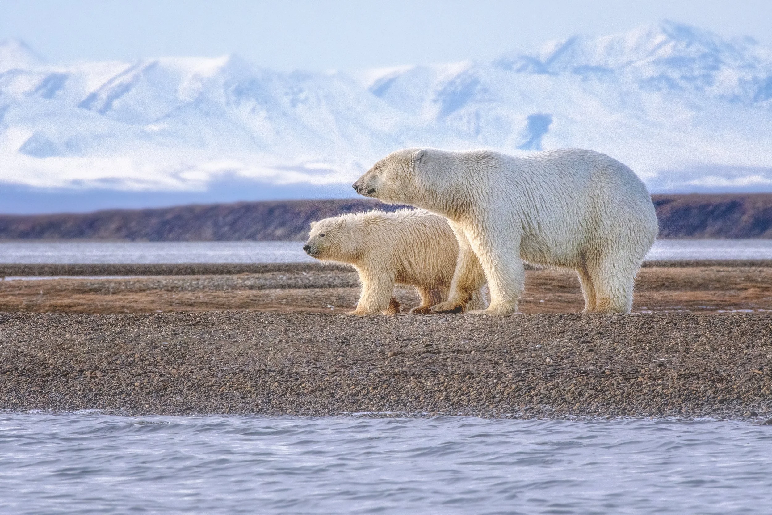 FINAL_FLATNRlayer_PolarBearsANWR©BrianRiveraUncapher.jpg