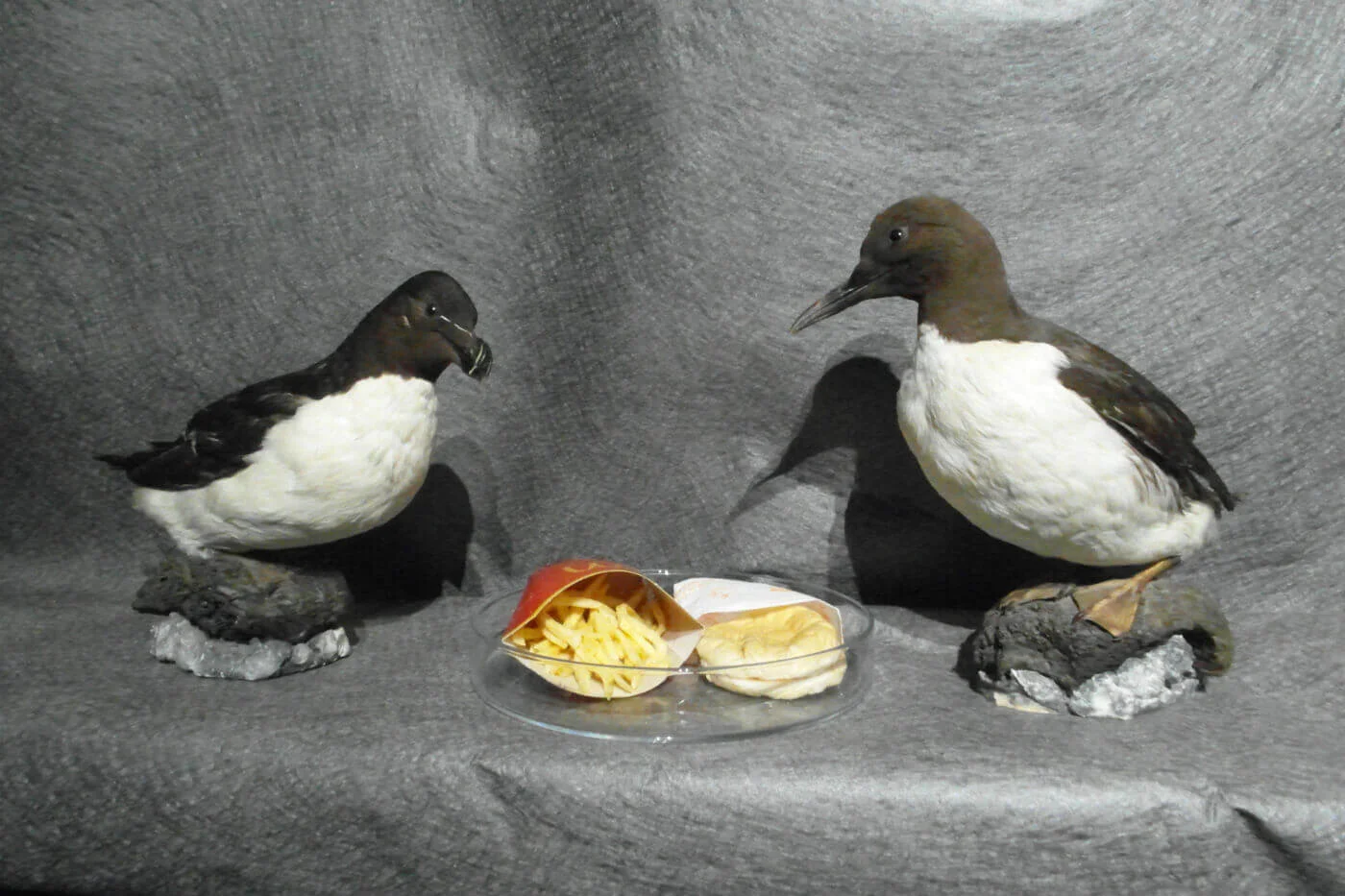 McDonalds-Burger-birds-Iceland.jpg