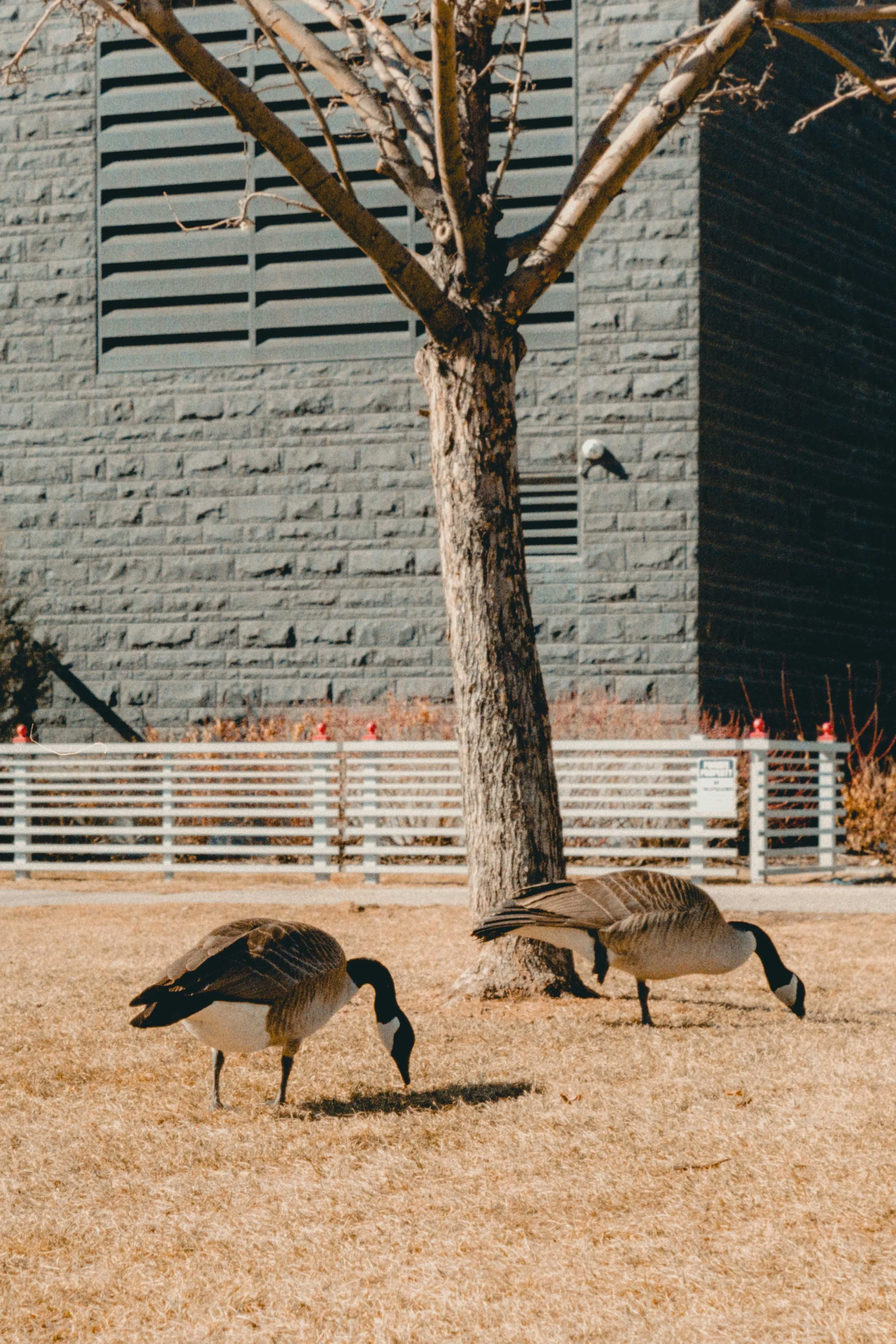 Alcove March Photo Walk Film-11.jpg