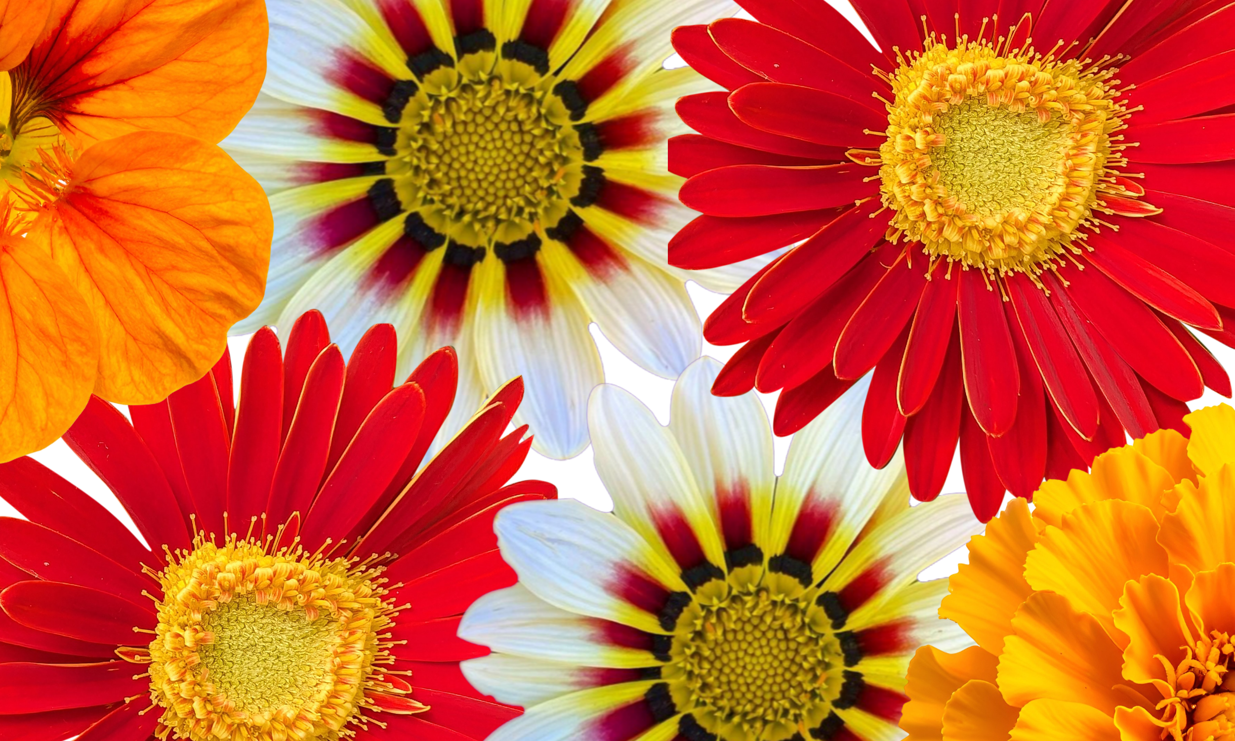 Verity Raphael Website Hero Banner.png