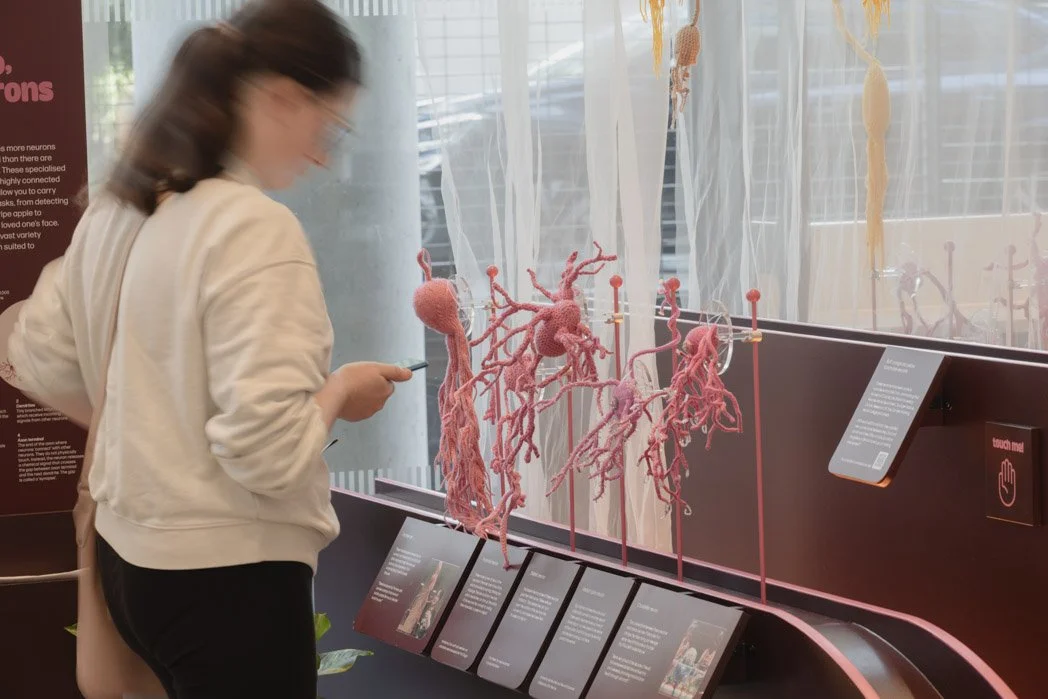 A woman in a white jacket looking at pink anatomical models of the human lung and bronchi displayed behind a glass. The models are part of a museum exhibit with informational panels nearby.