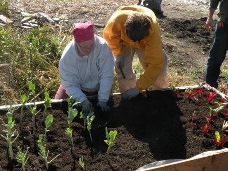 #9-planting-collards-and-sw.jpg