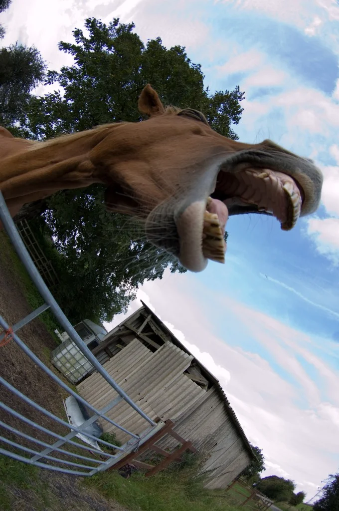 Sugar Cubes &amp; Lies