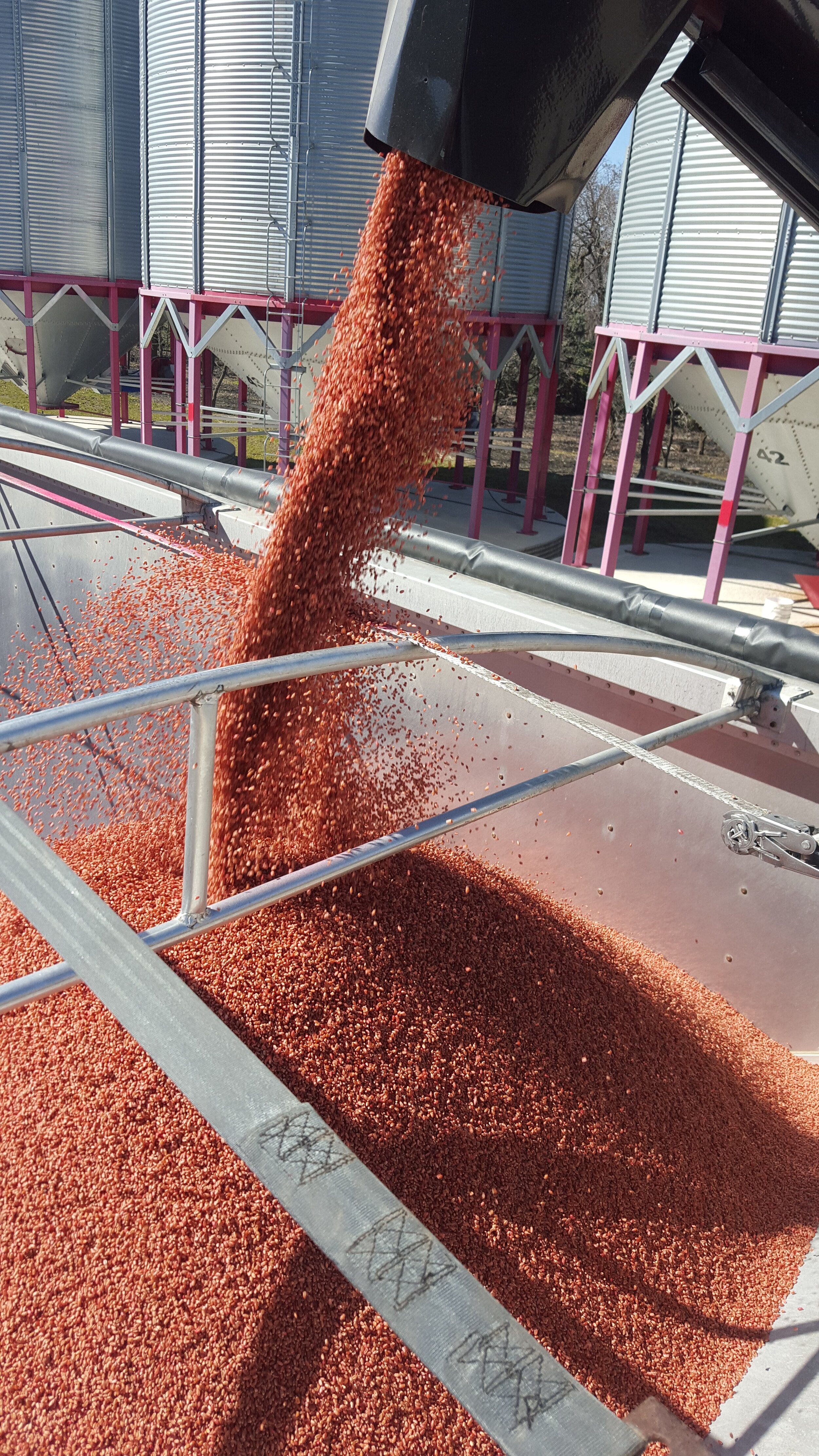 Seed Treating.jpg