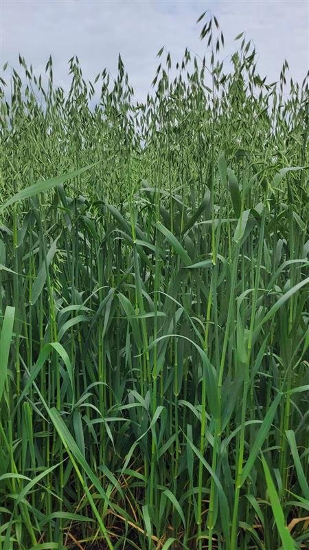 Plant Growth Regulators – Timing and Activity in our Crops