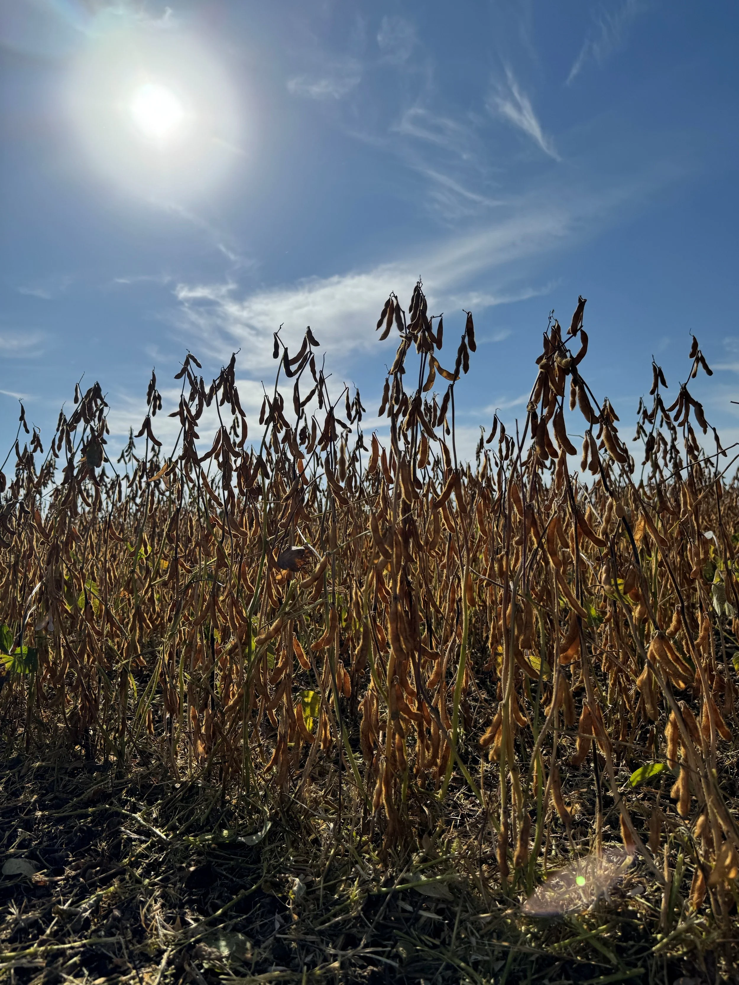 Yield Robbers of 2025