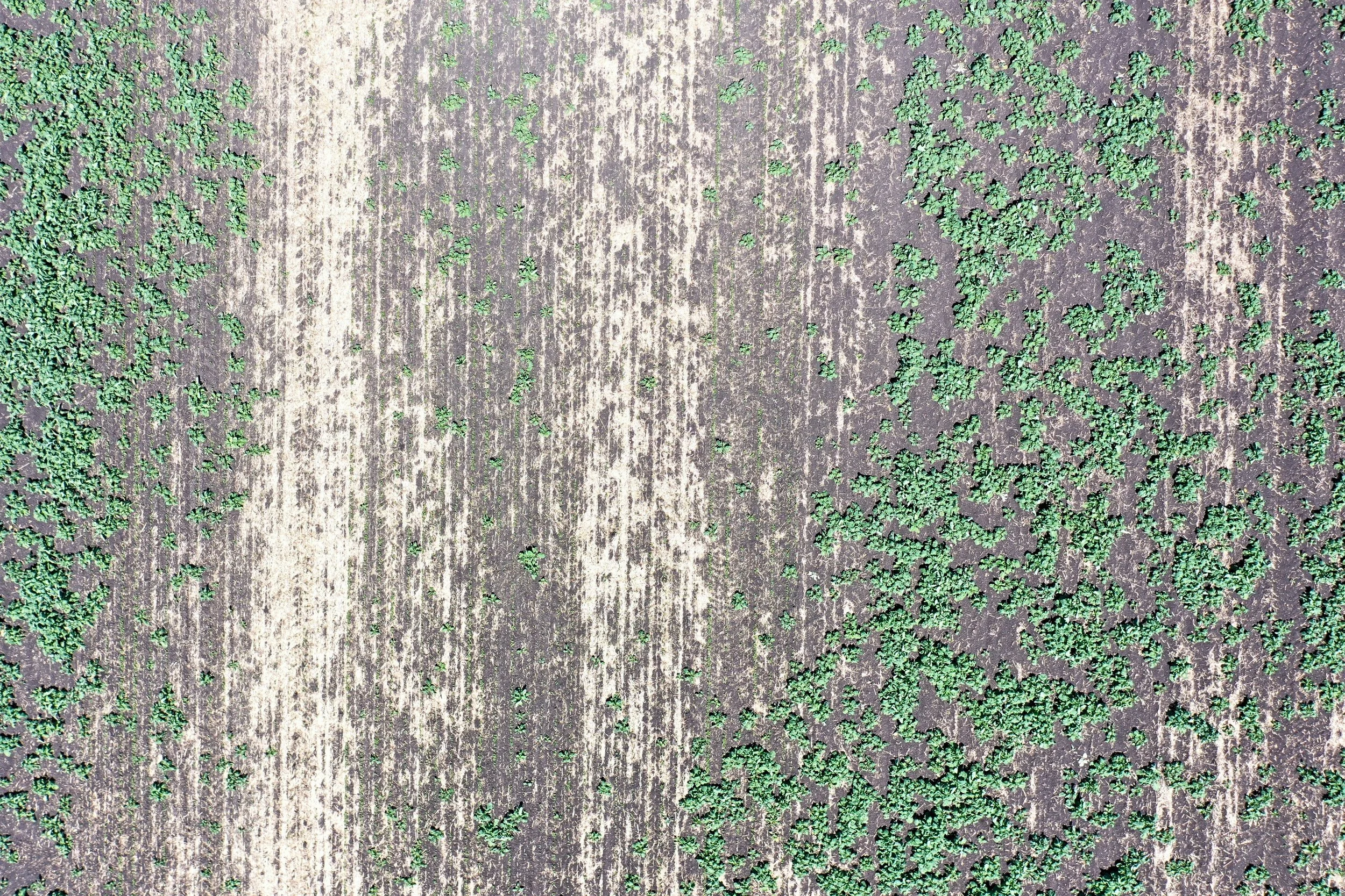 Cutworm Comeback: How Winter Conditions Impact Risk