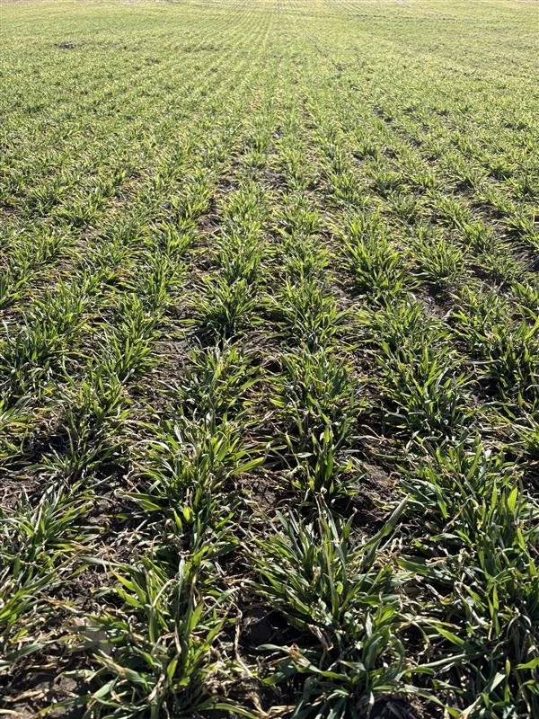 Bridging The Gap: A New Option In Fall Rye
