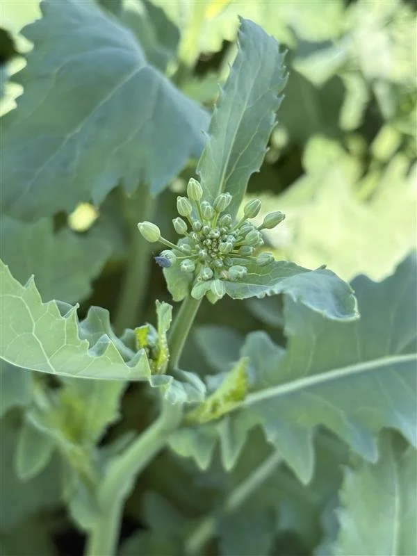 Best Management Practices for Cabbage Seedpod Weevil in Canadian Canola
