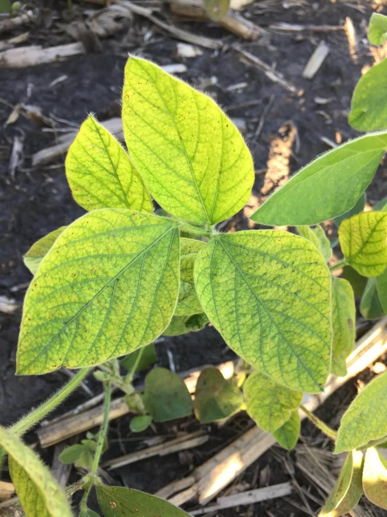 Iron Deficiency Chlorosis: Looking Beyond the Yellow