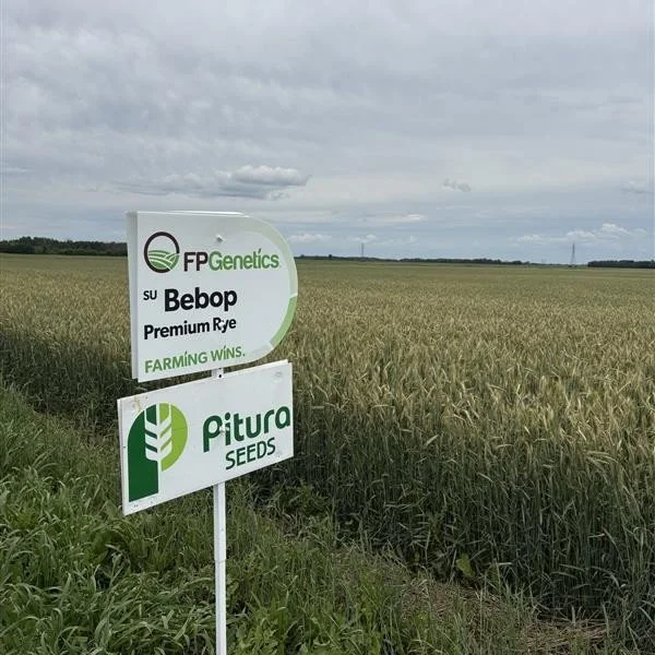 Looking for a new option in fall rye?

SU Bebop is the only premium rye on the market, offering a unique balance between conventional and hybrid rye. It delivers an opportunity to step up from older conventional genetics while maintaining the simplic