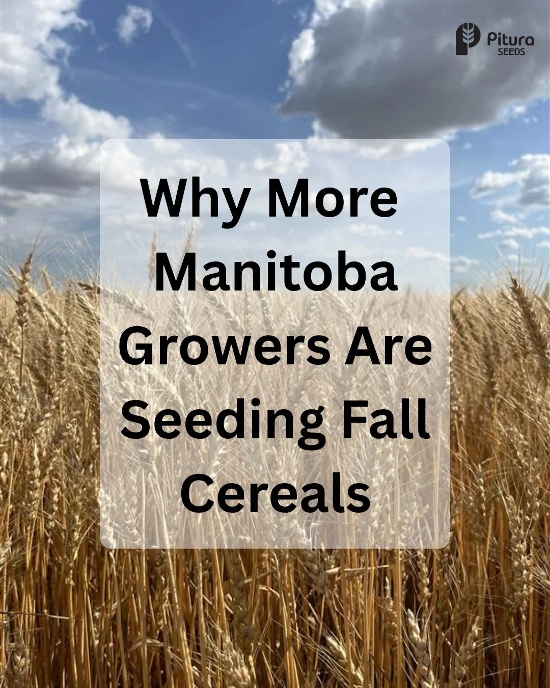 Why are more Manitoba growers adding fall cereals to their rotation?🌾 

From making the most of early spring moisture to spreading out seeding and harvest, winter cereals offer agronomic and operational advantages that can fit many Manitoba farming 