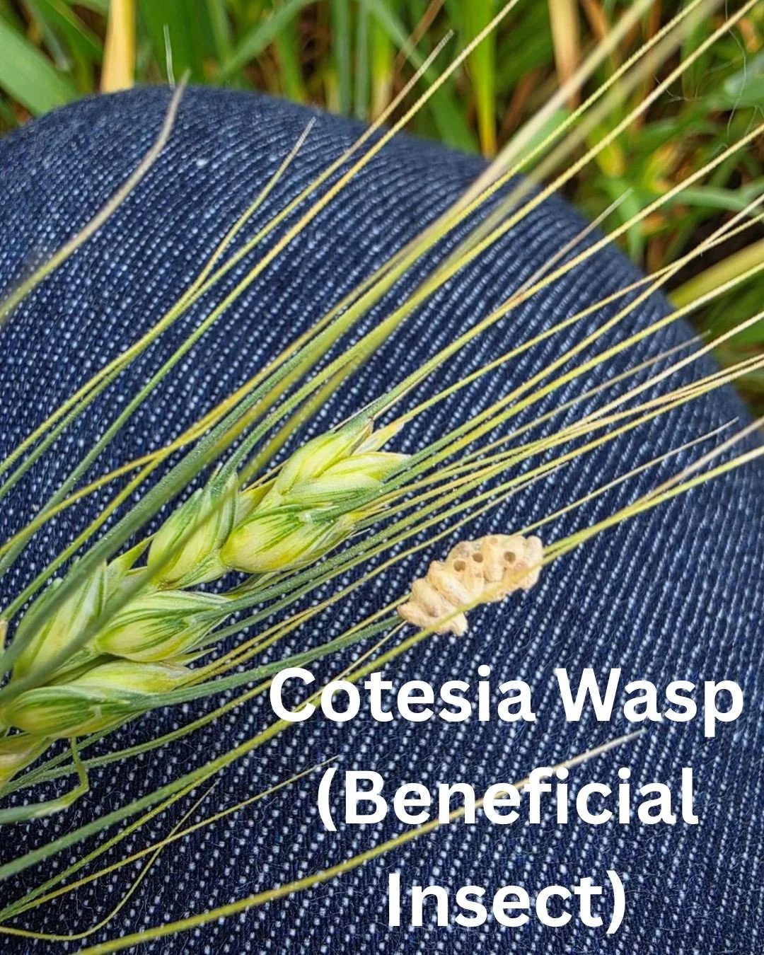 As our wheat crop finishes up, we&rsquo;ve been keeping an eye out for a variety of insect and disease pressures showing up. Every field tells a story that will ultimately impact yield. Not everything we found is problematic- the parasitic wasp is a 